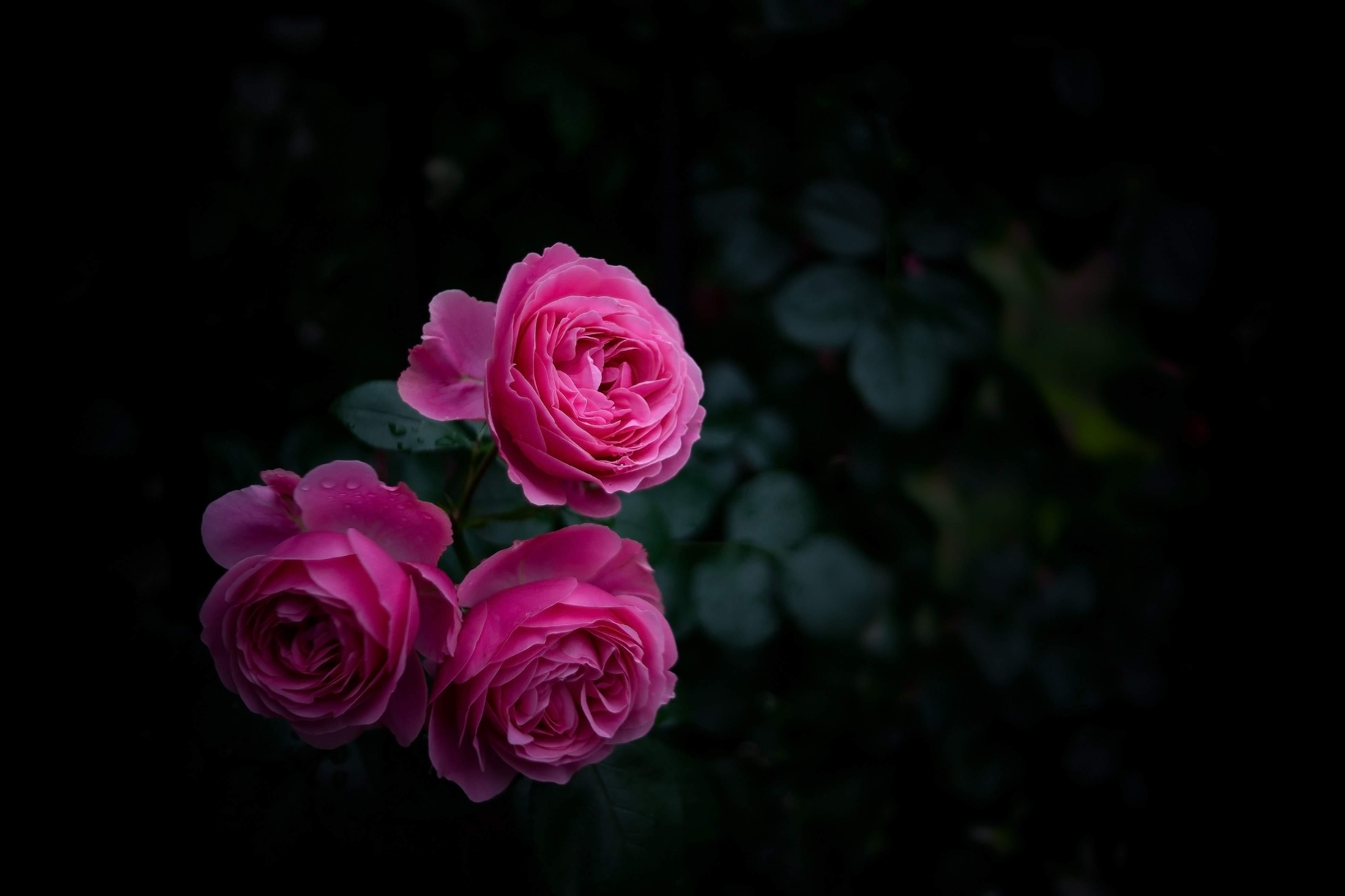HD wallpaper rose flower, buds, dark, bush, pink, rose, garden