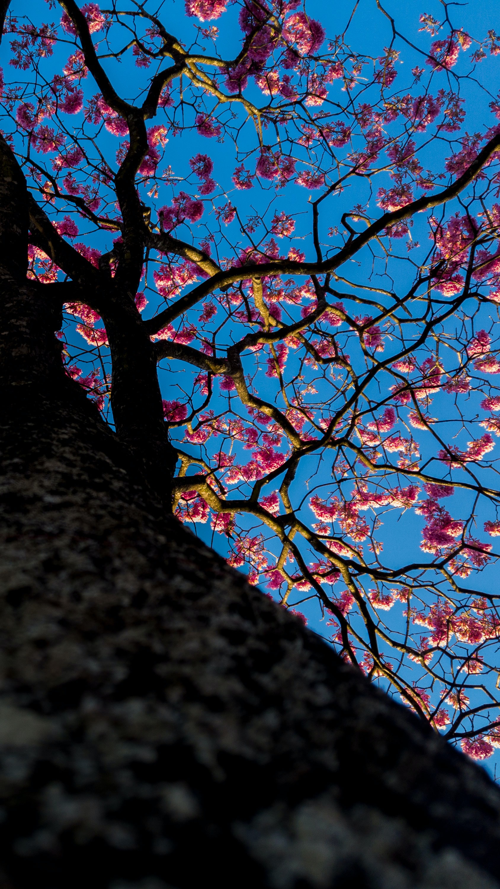 Download mobile wallpaper Sakura, Wood, Tree, Flowering, Bloom, Flowers for free.