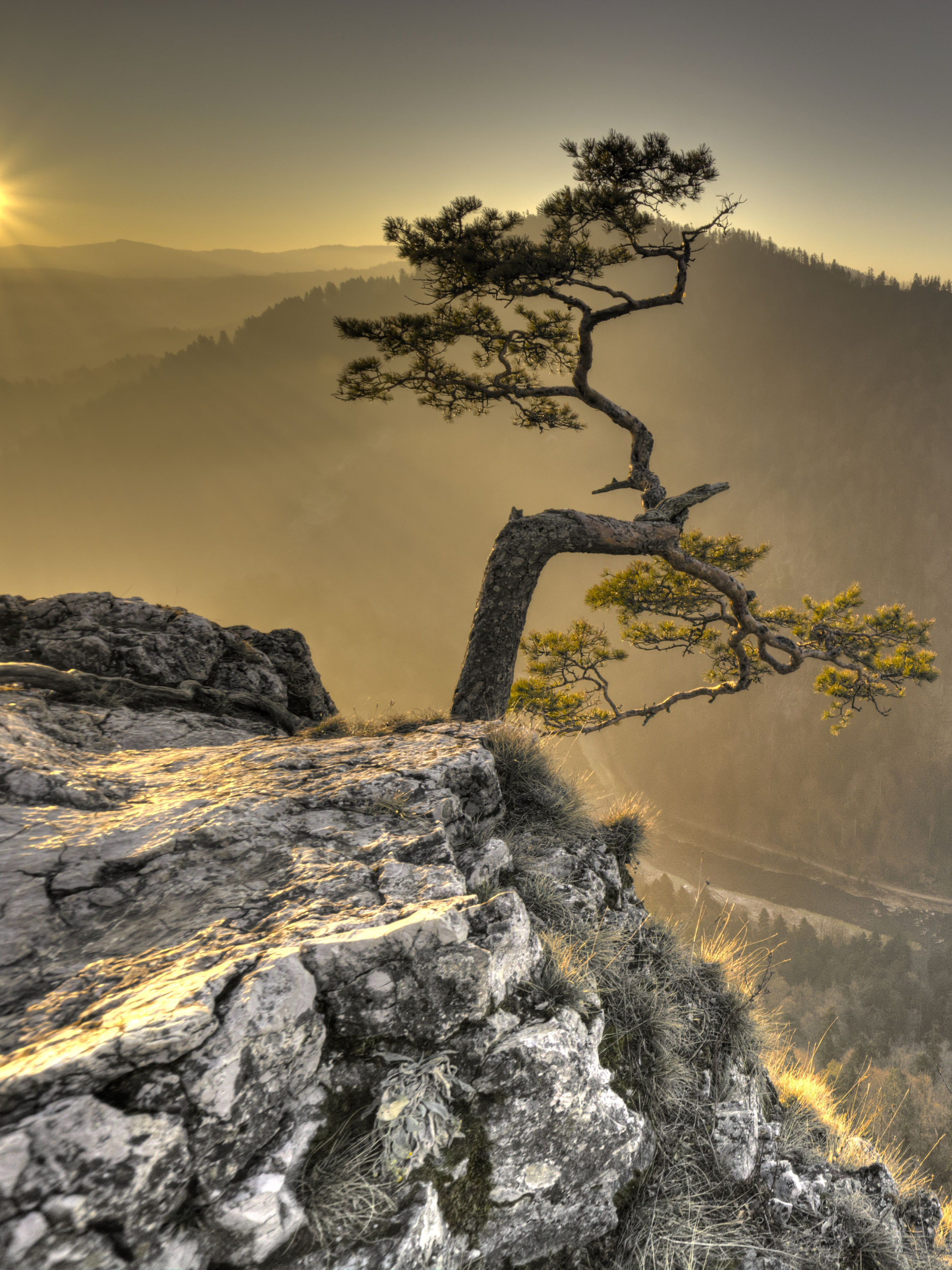 tree, nature, sun, rock, wood, break, precipice Full HD