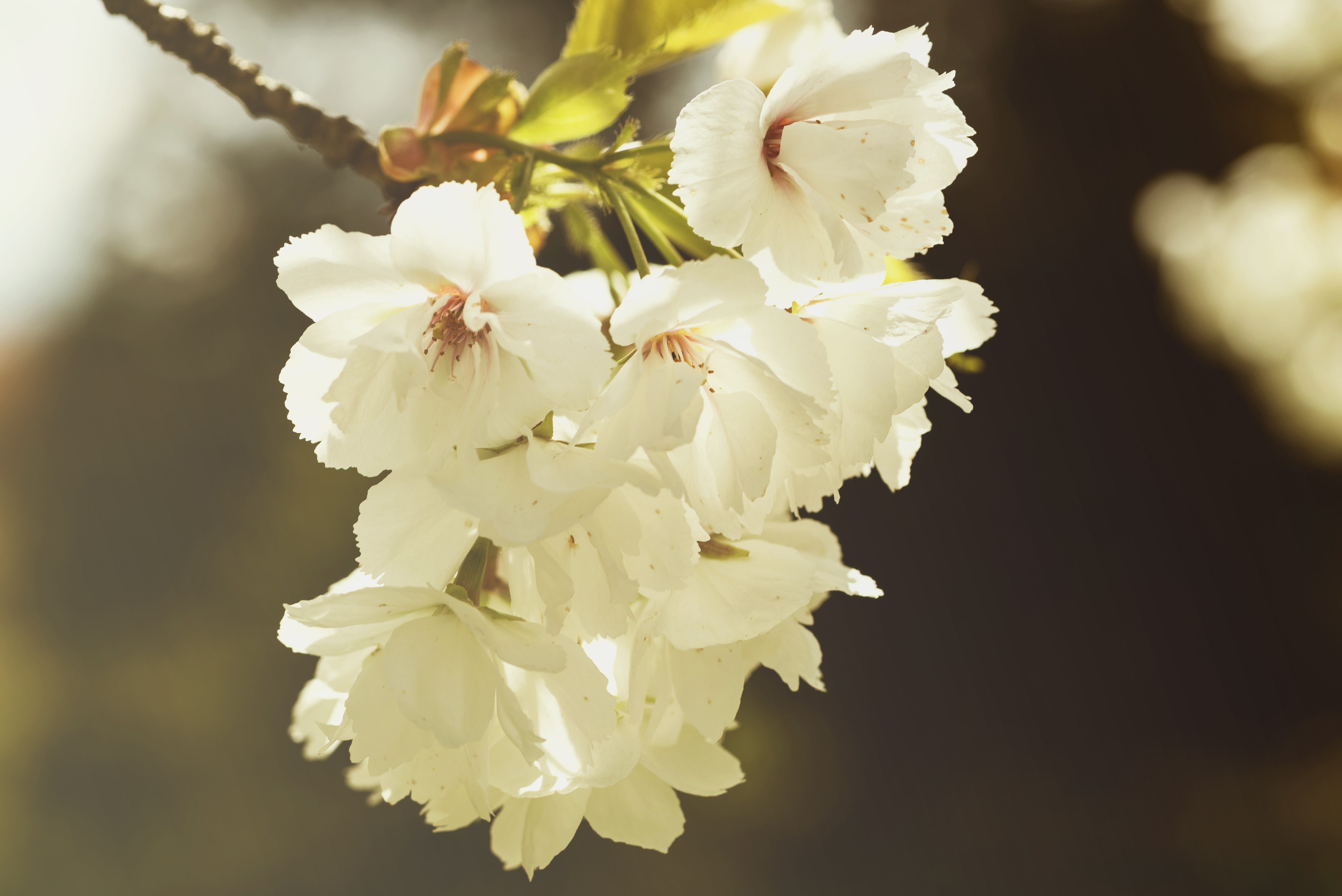 Download mobile wallpaper Flowers, Flowering, Bloom, Spring, Branch for free.