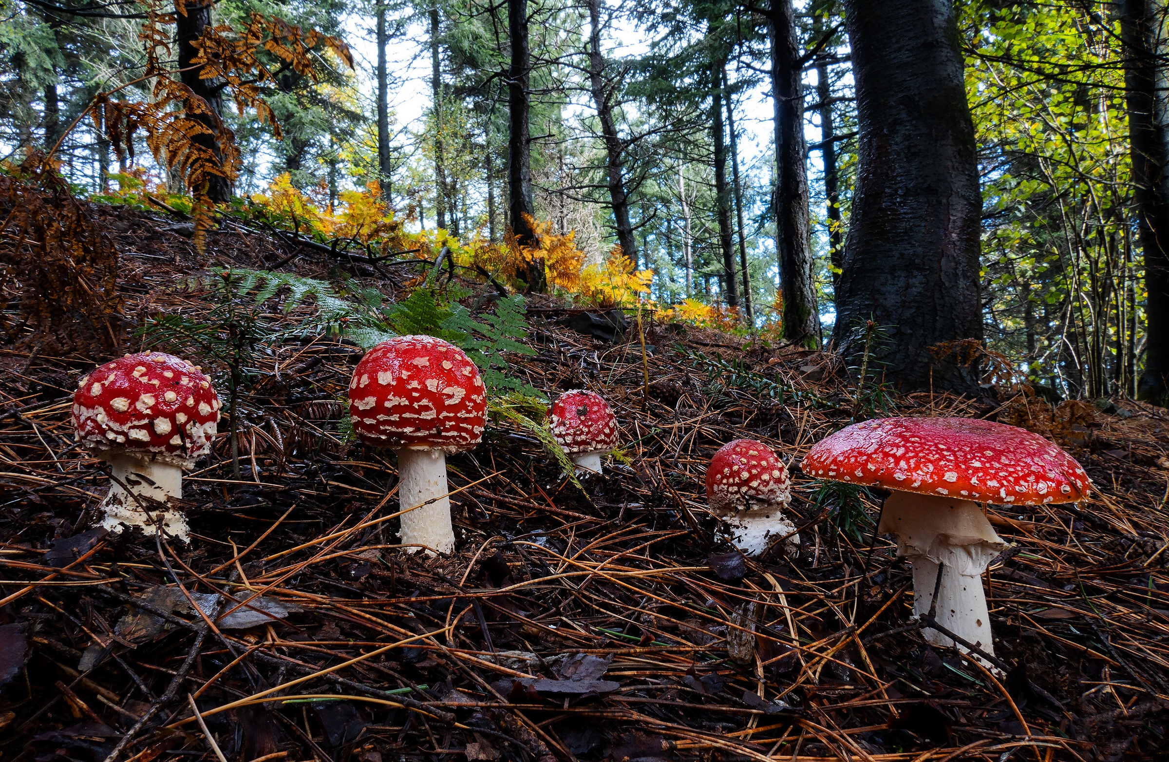 Fly Agaric Cool HD
