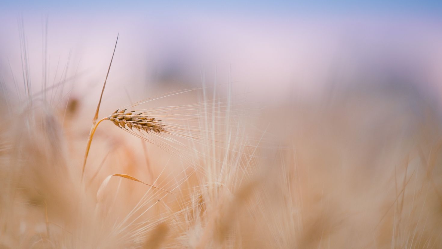 Август нежный и спокойный. Пшеница макро. Колосья пшеницы. Пшеничное поле. Поле с колосьями.