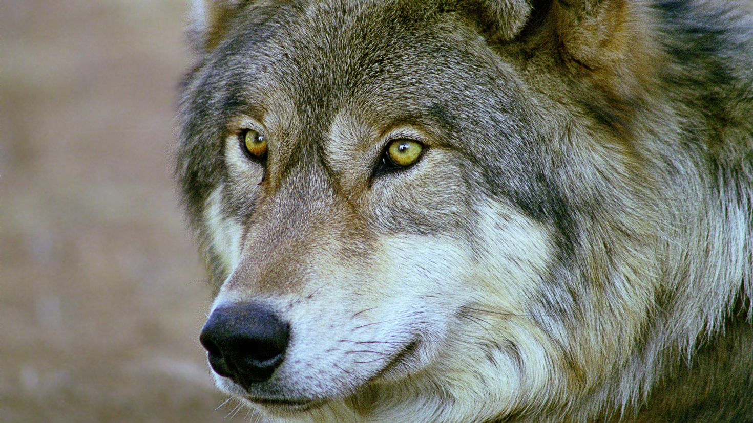 Волк с зелеными глазами