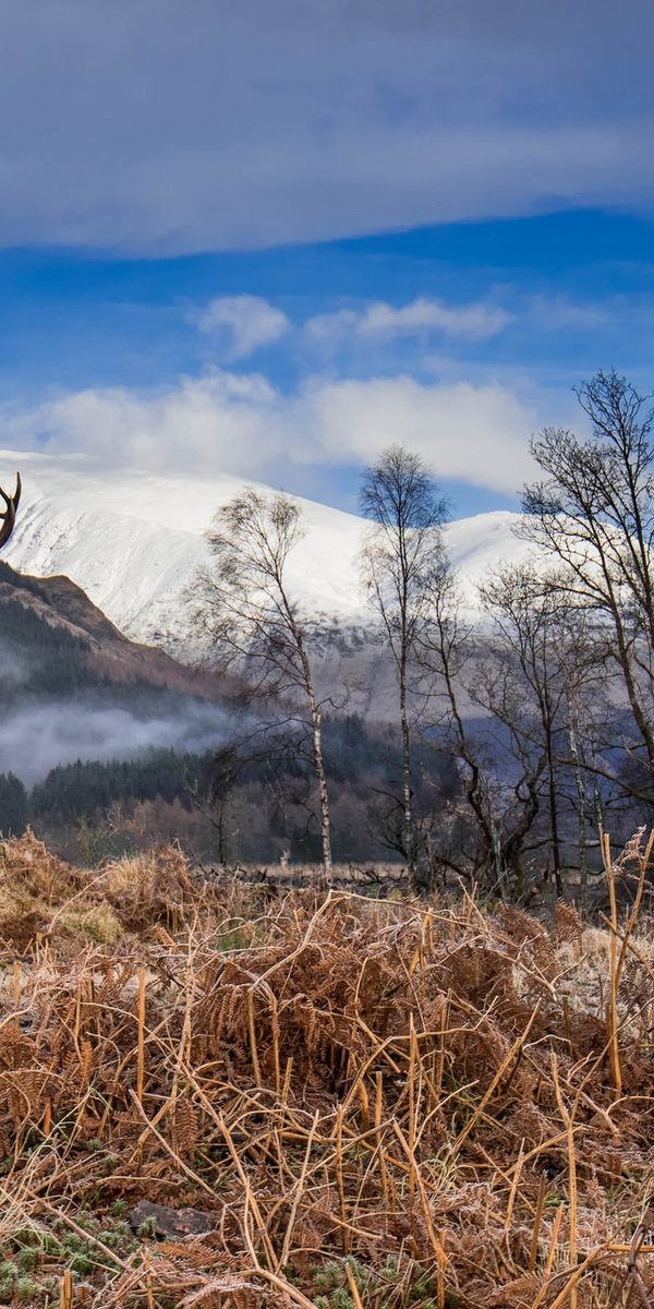 Deer mountain. Олень высокогорный. Олень в горах. Олени в горах Крыма. Хребет оленя.