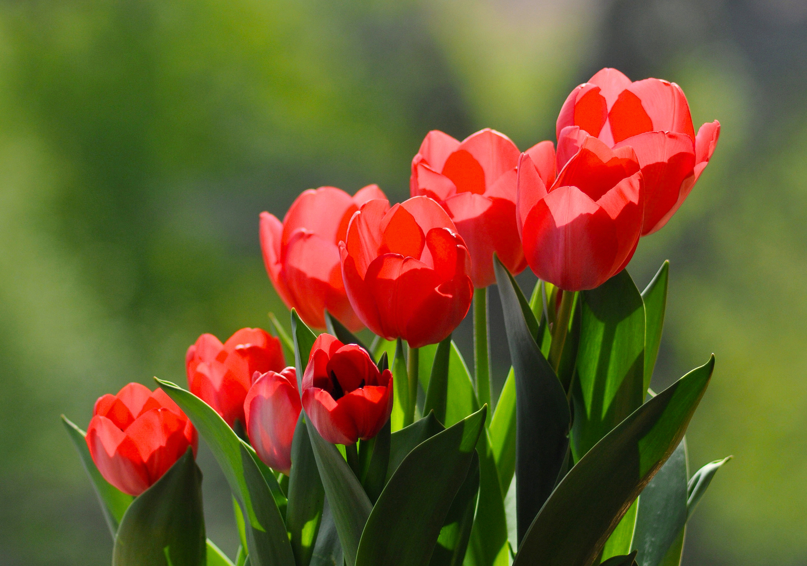 Цветы тюльпаны красные