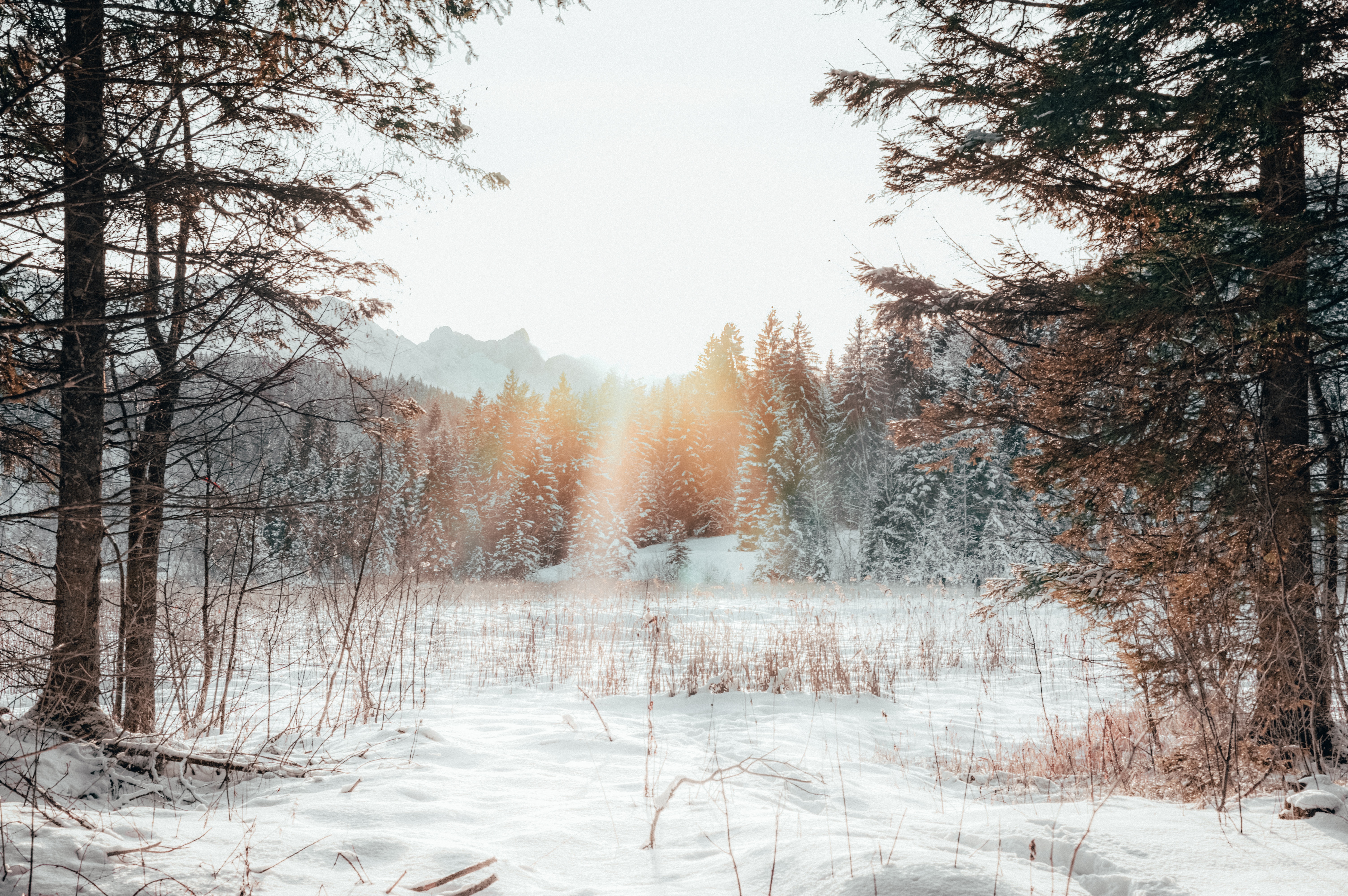 landscape, winter, nature, snow, forest, sunlight, outskirts, edge Full HD