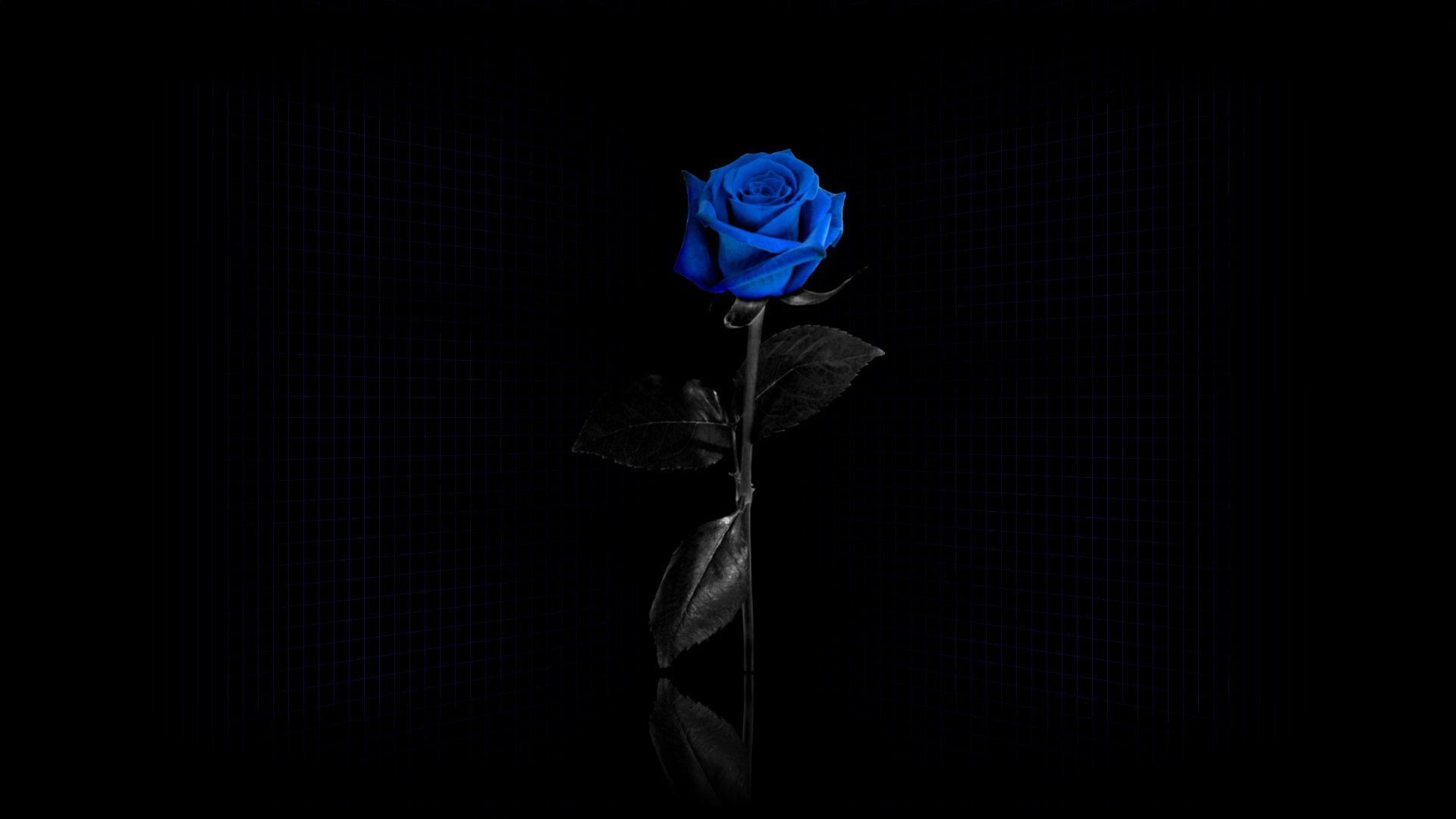 dark, rose, rose flower, grid, blue, reflection, flower