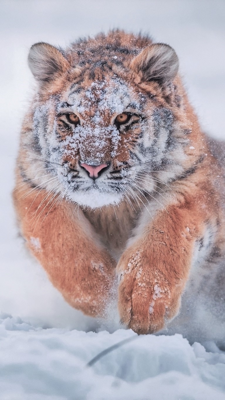 Download mobile wallpaper Winter, Cats, Snow, Tiger, Animal, Running, Siberian Tiger, Baby Animal for free.