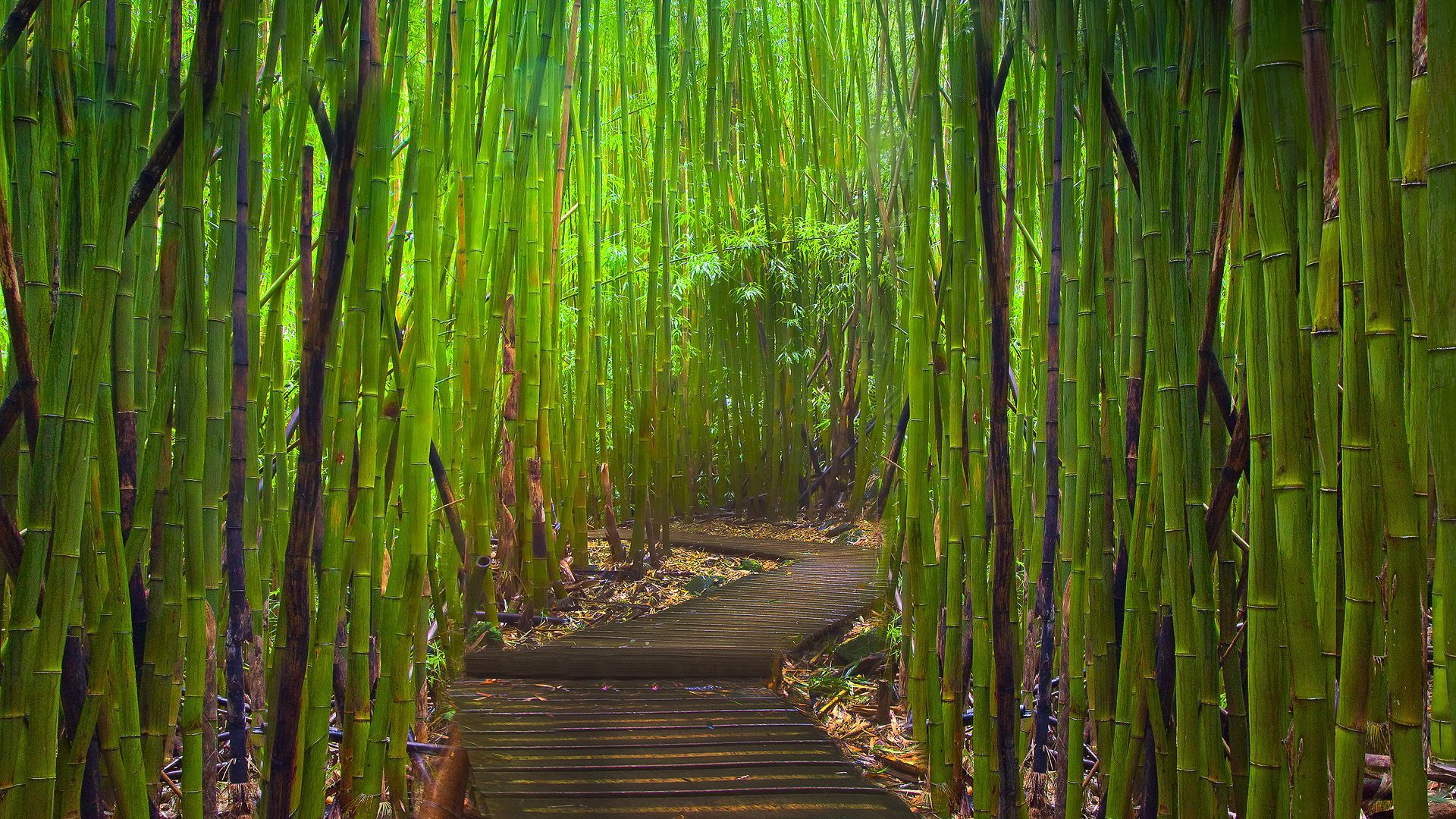 Бамбук лес Вьетнам
