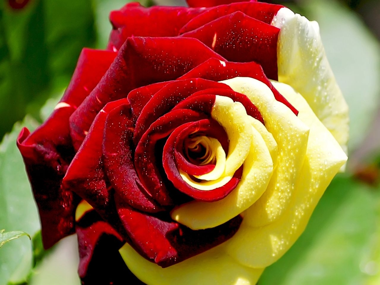 Картинки роза цветок фото