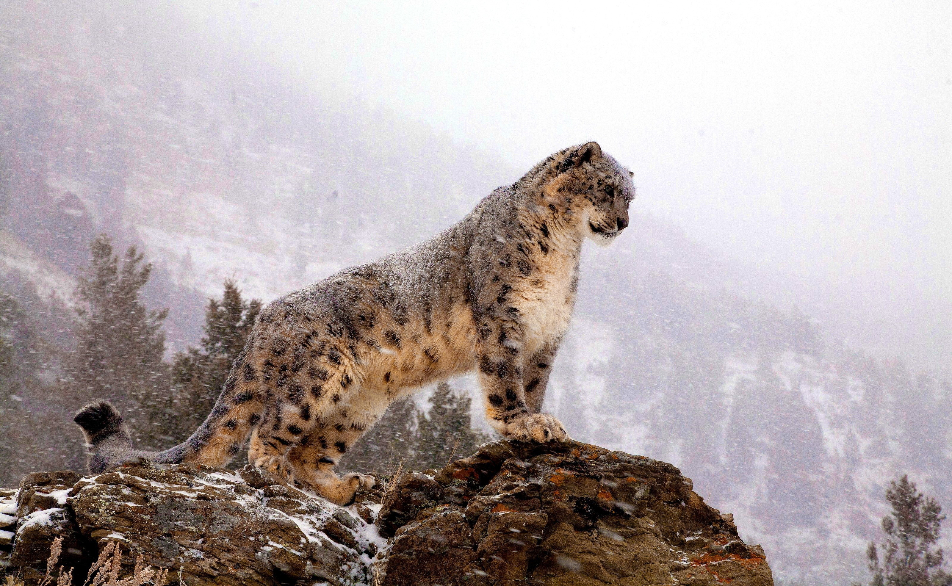 243112 Hintergrundbild herunterladen schneeleopard, tiere, katzen - Bildschirmschoner und Bilder kostenlos