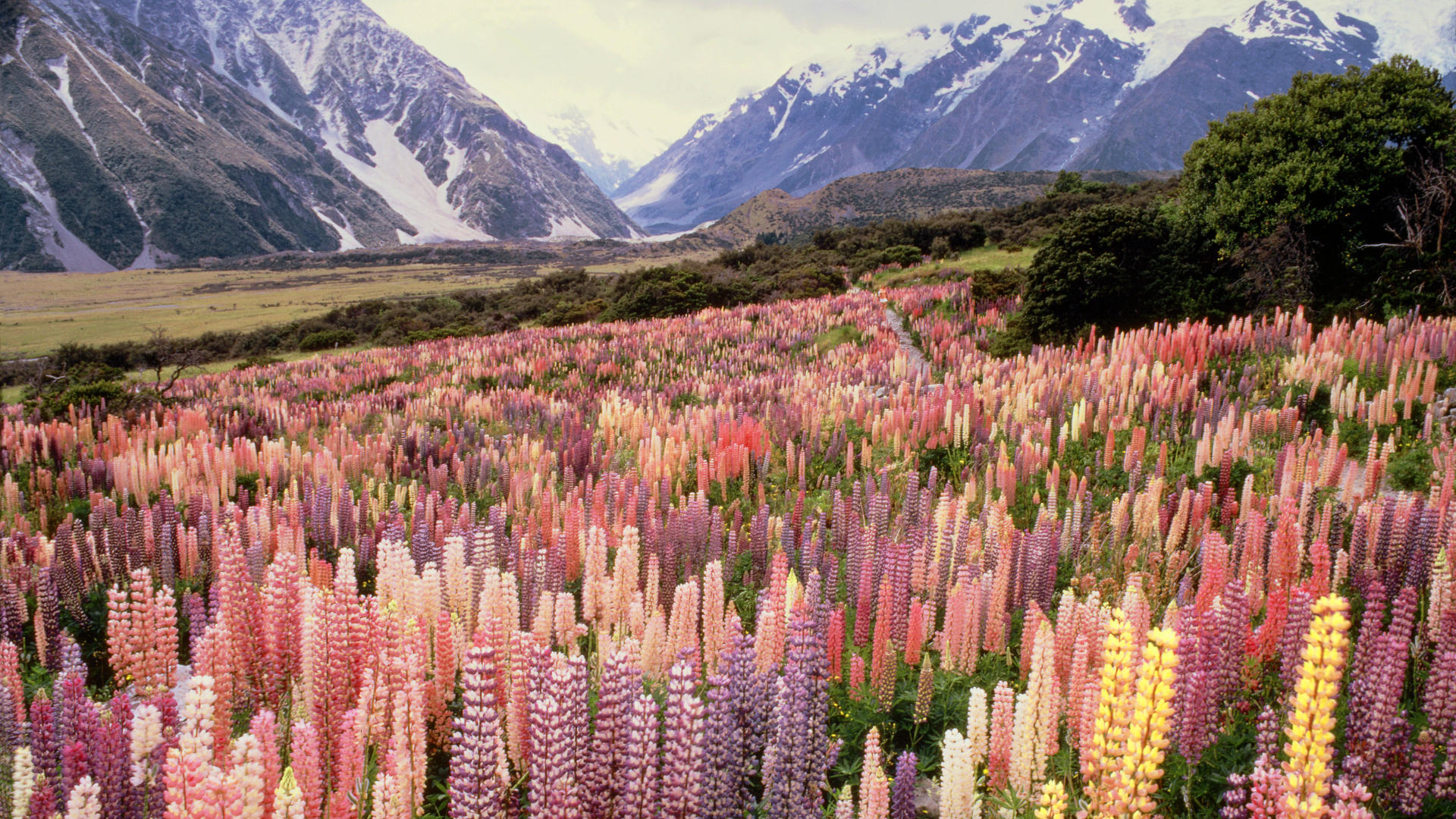 Долина люпинов в новой Зеландии