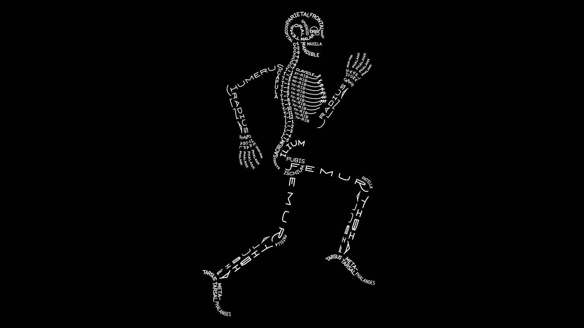 Скелет на черном фоне