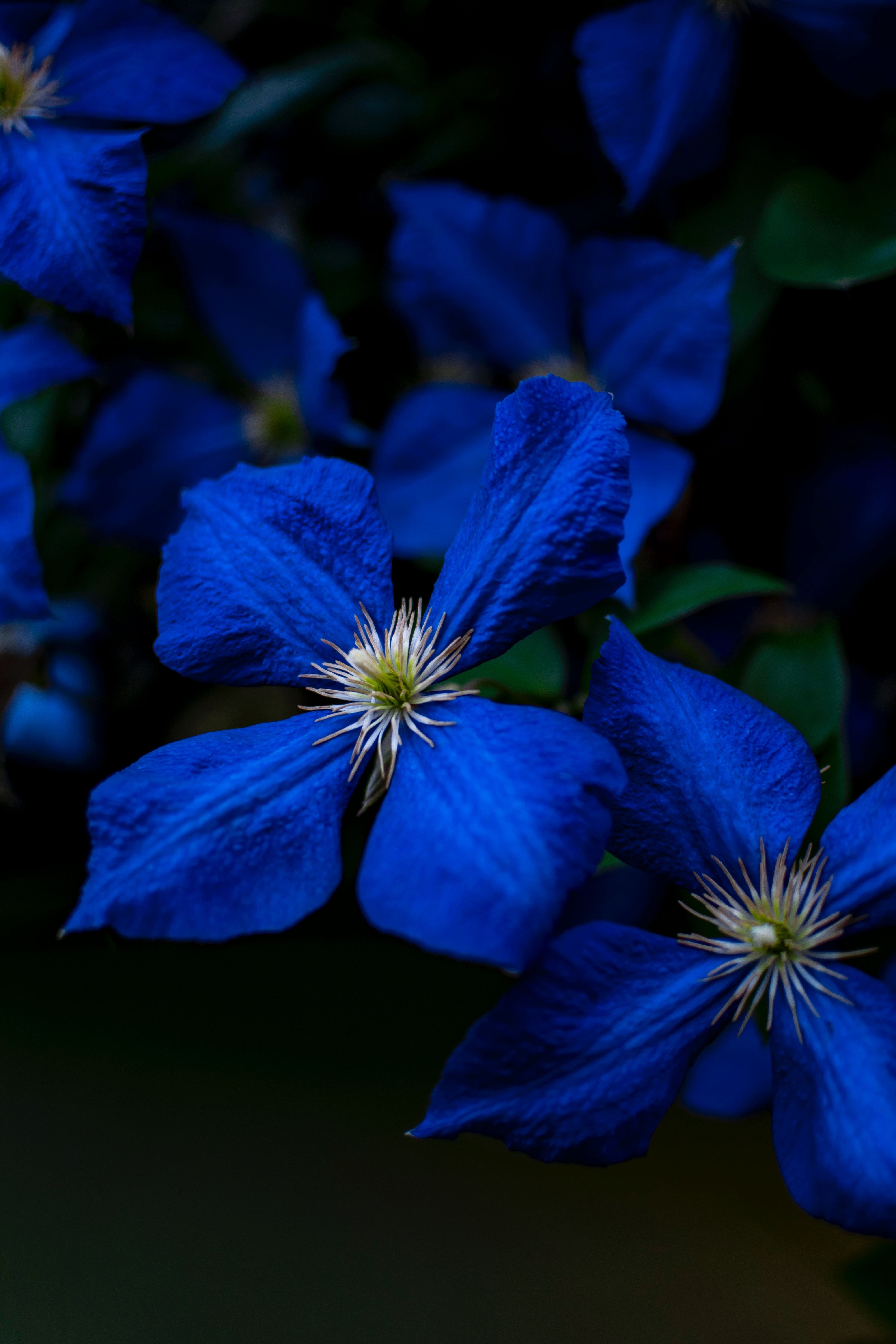 flowers, plant, big plan, blue, close up, bloom, flowering wallpaper for mobile