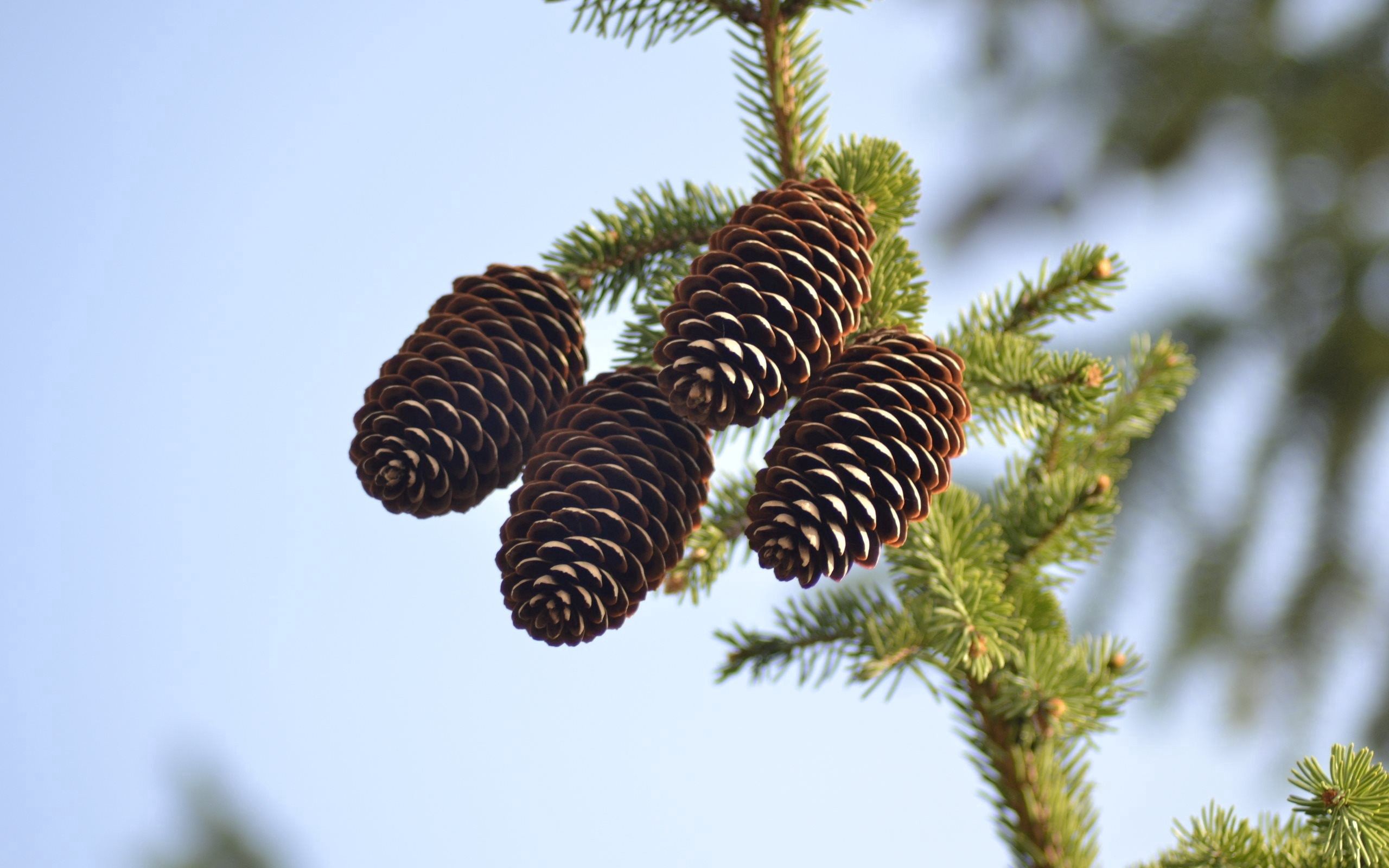nature, cones, coniferous, branch, spruce, fir, conifer QHD