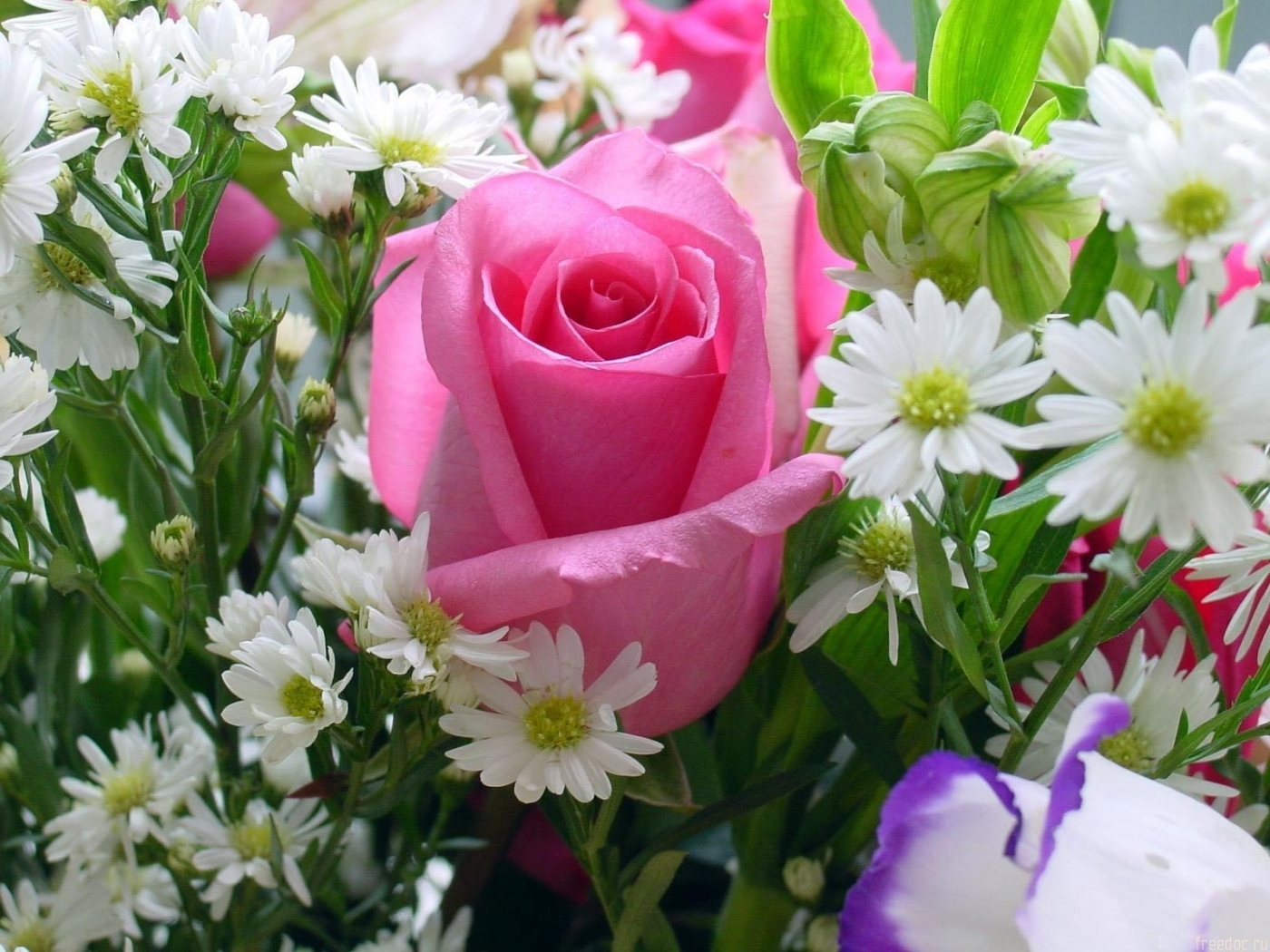 43290 Hintergrundbild herunterladen roses, pflanzen, blumen - Bildschirmschoner und Bilder kostenlos