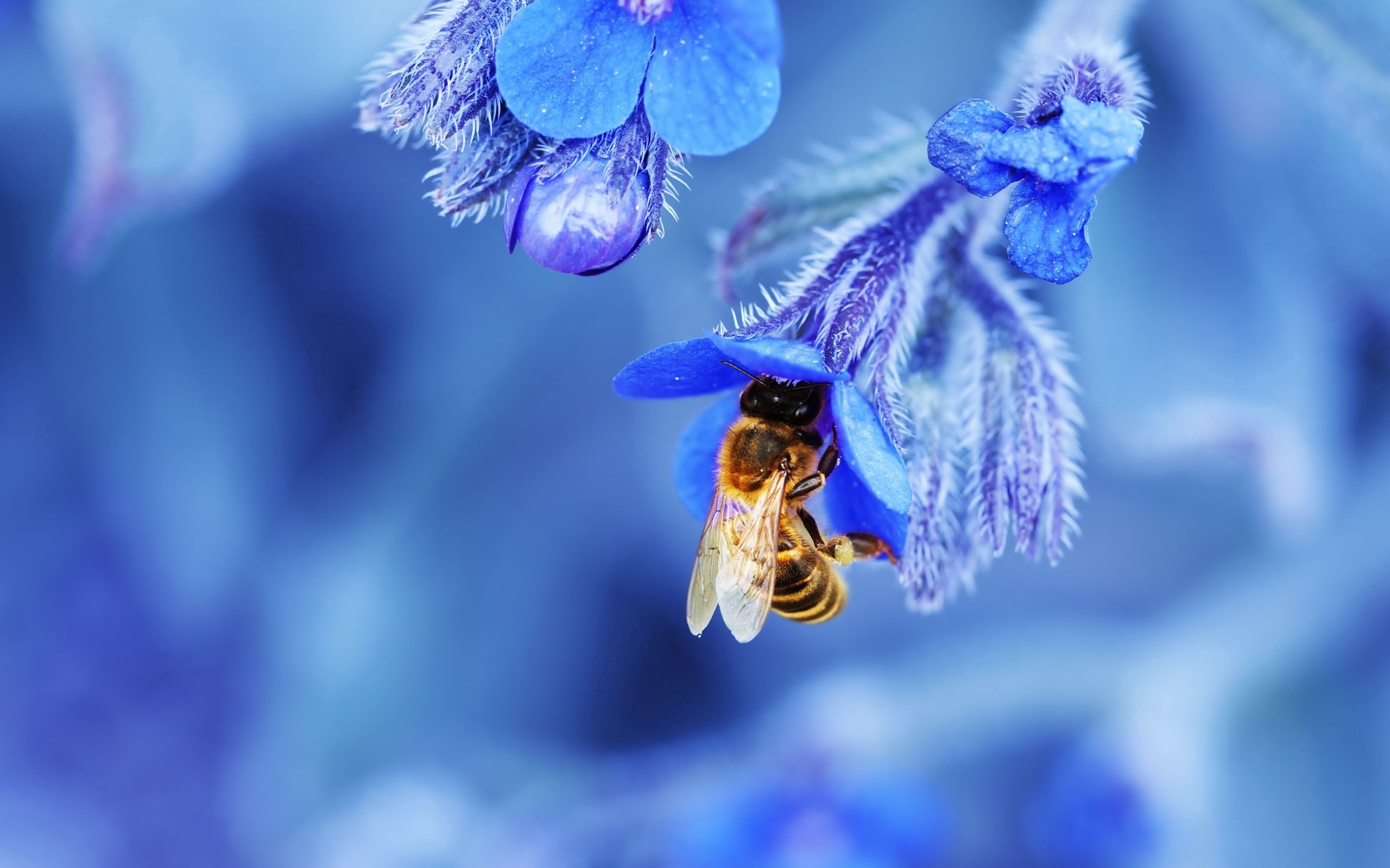 Скачать картинку Пчела, Голубой, Цветок, Макро в телефон бесплатно.