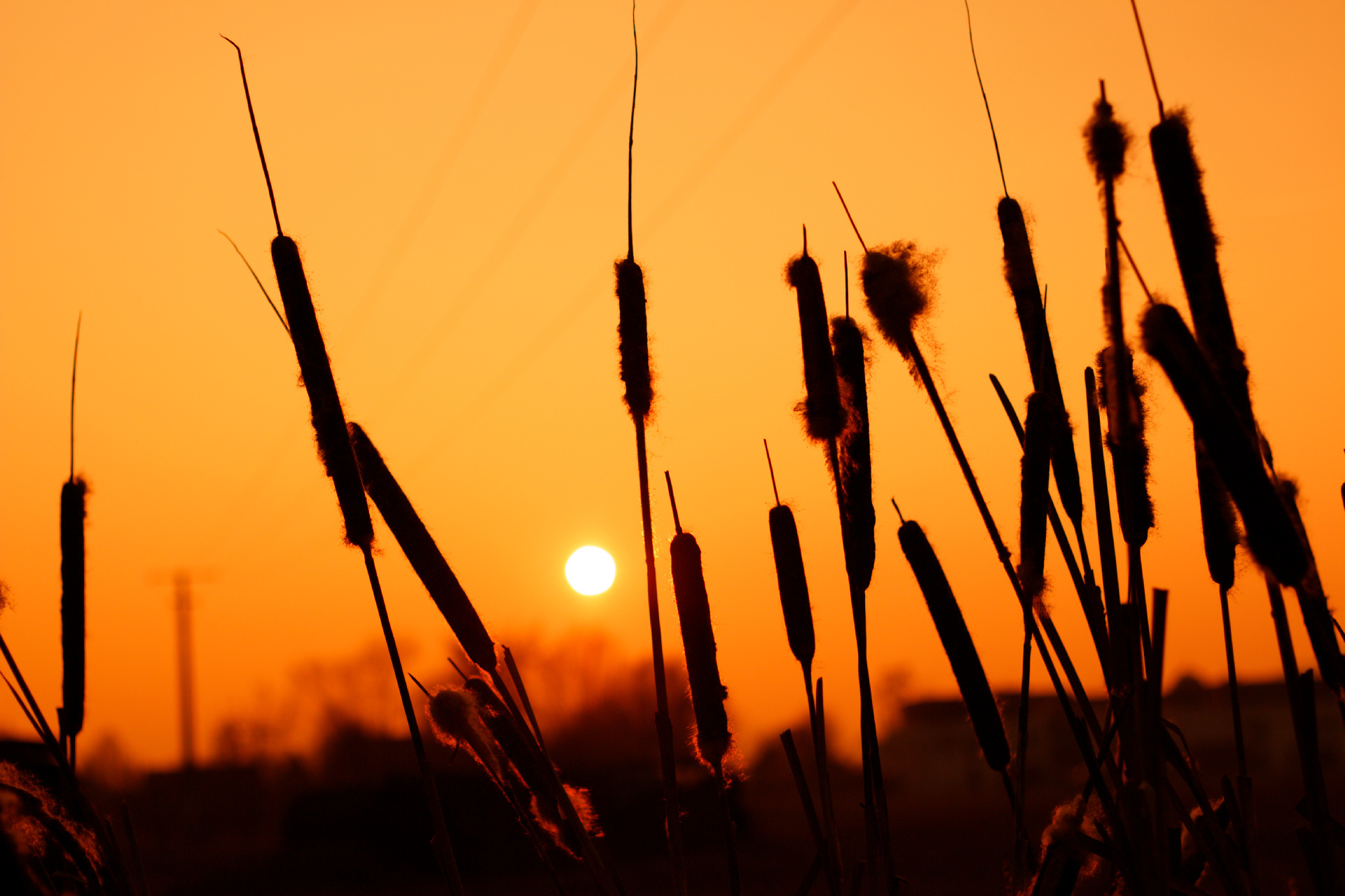 Download mobile wallpaper Nature, Sunset, Sun, Plant, Earth for free.