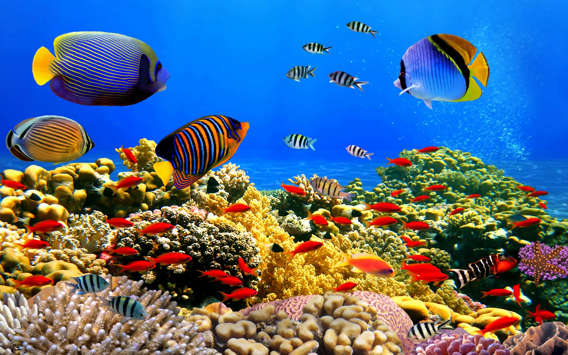 377231 descargar fondo de pantalla pez tropical, arrecife de coral, peces, coral, colores, animales, pez, vistoso, océano, planta, submarina: protectores de pantalla e imágenes gratis
