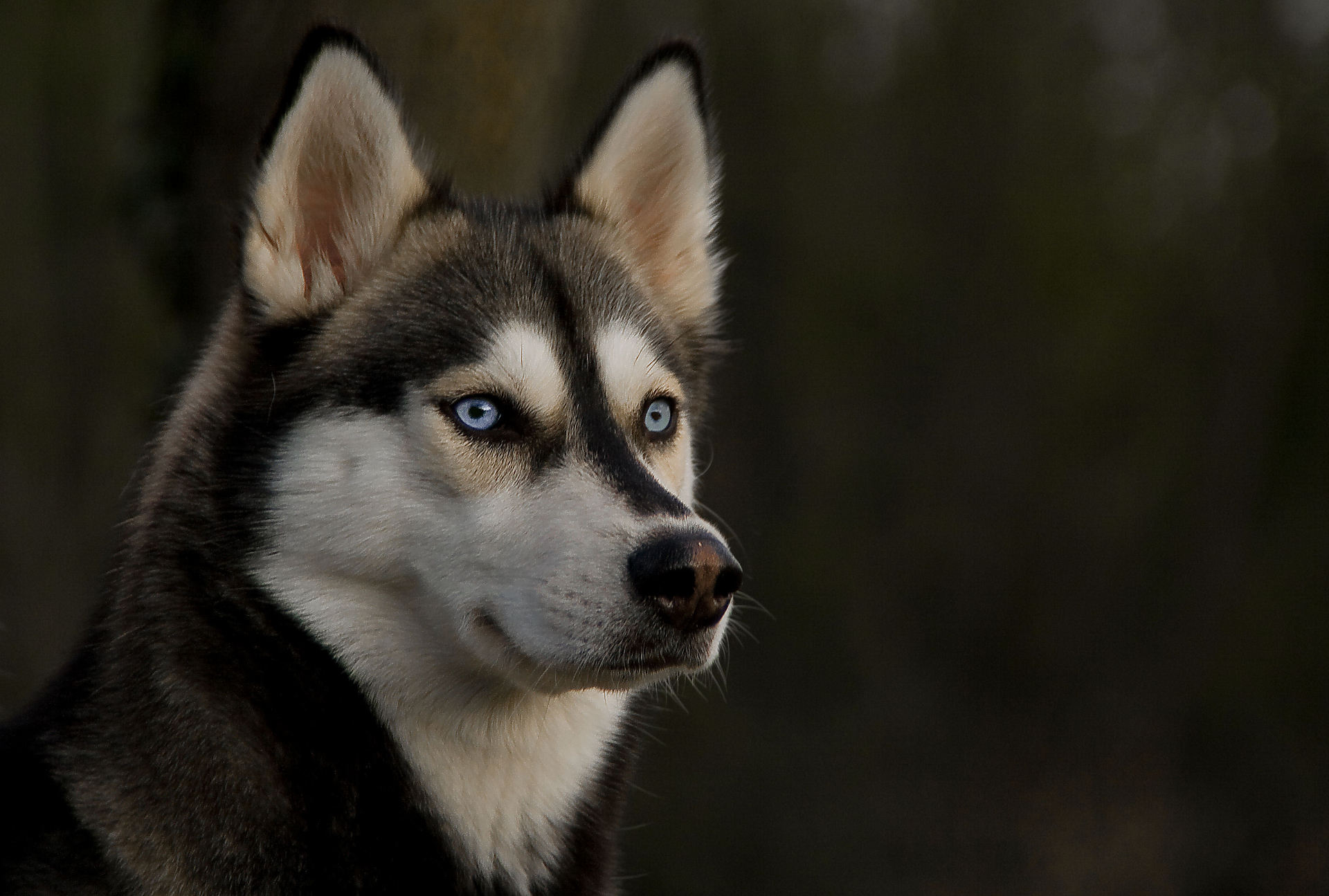 1506672 descargar fondo de pantalla animales, husky siberiano, perro, fornido: protectores de pantalla e imágenes gratis