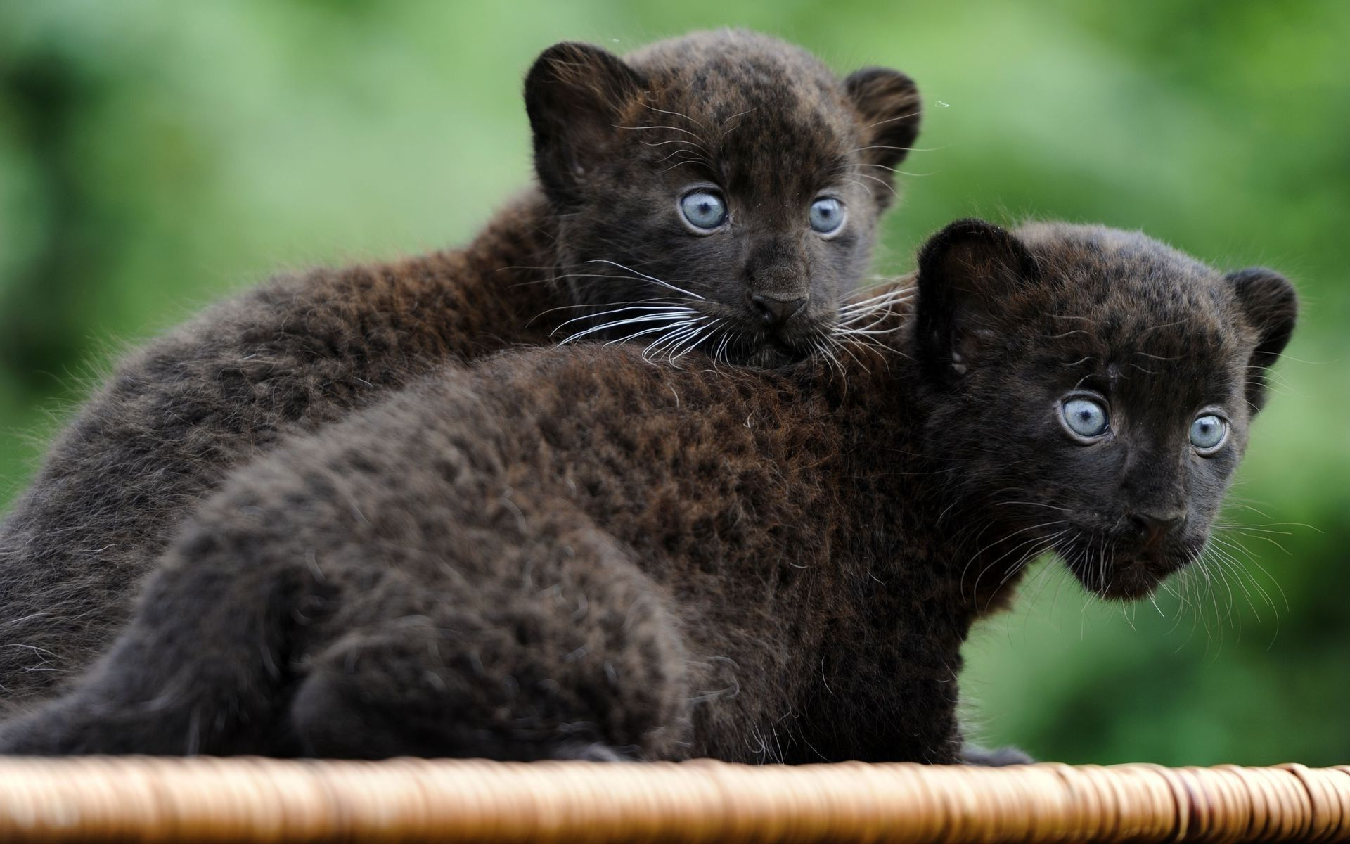 black panther, panther, animal, cats