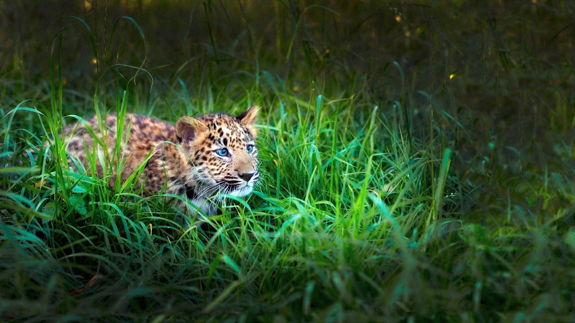 Download mobile wallpaper Young, Lurk, Animals, Hunt, Joey, Grass, To Lie Down, Lie, Hide, Leopard, Hunting for free.