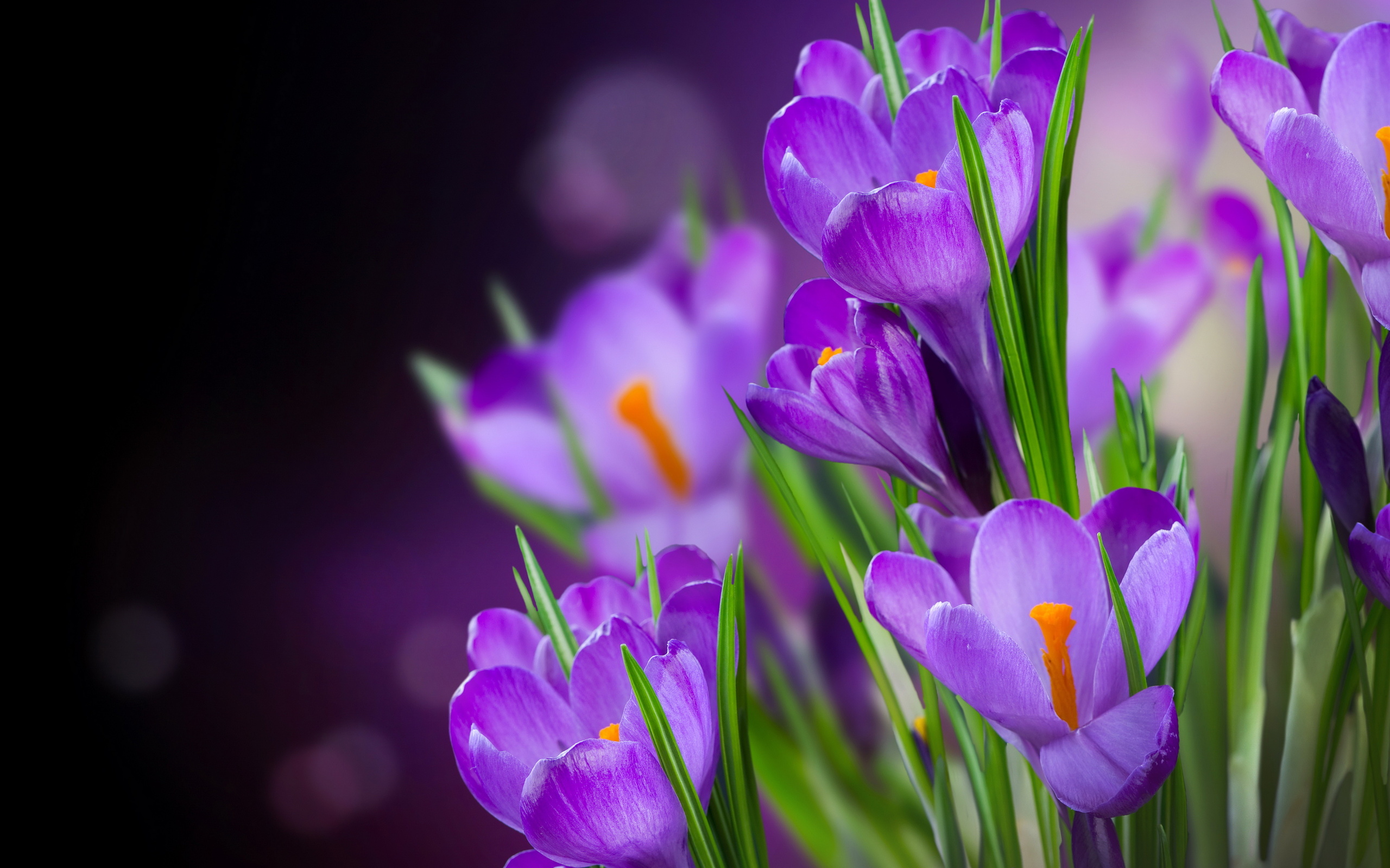 290888 скачать обои флауэрсы, крокус, фиолетовый цветок, земля/природа, цветок - заставки и картинки бесплатно