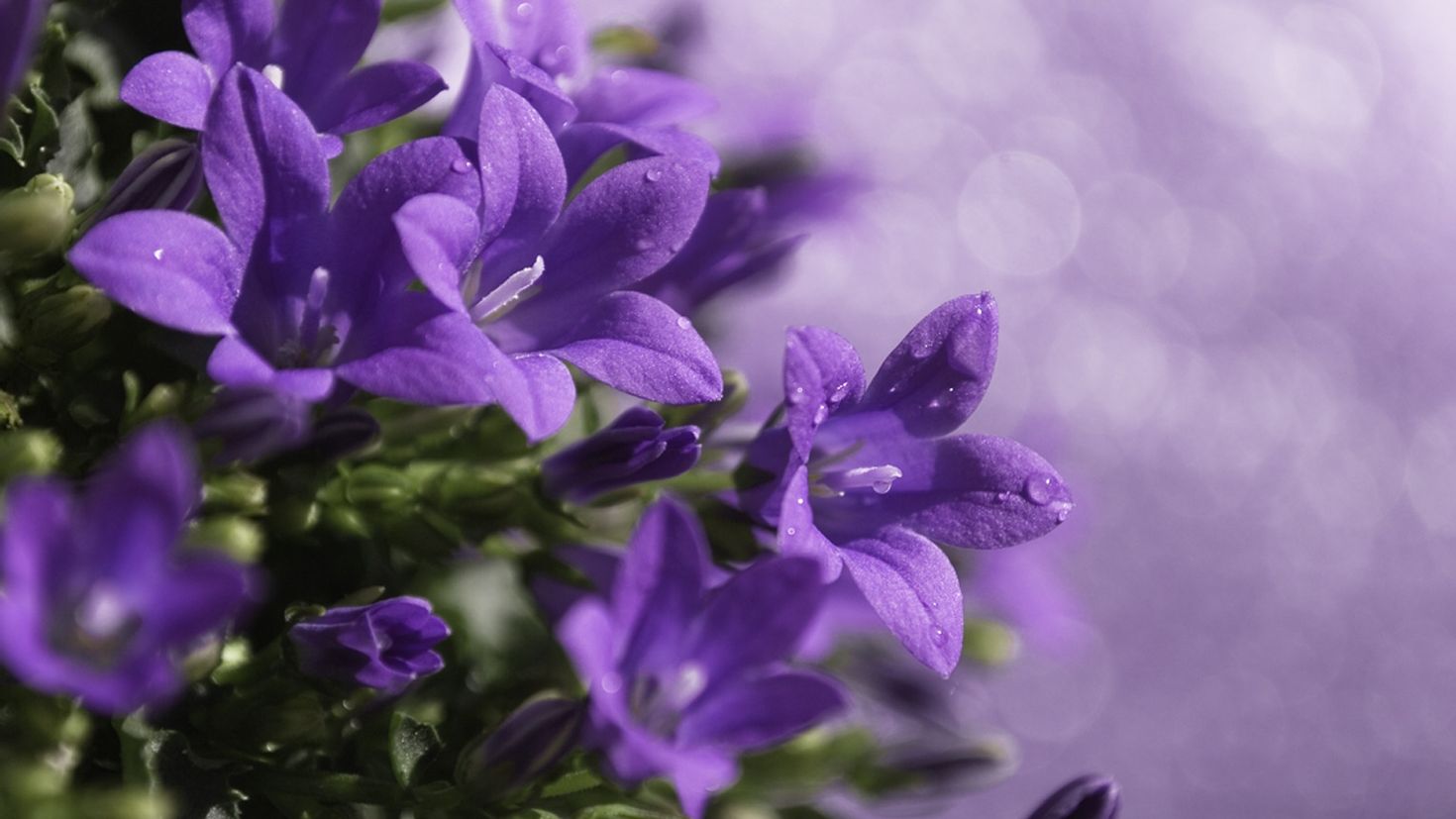 Колокольчик Кампана Lilac