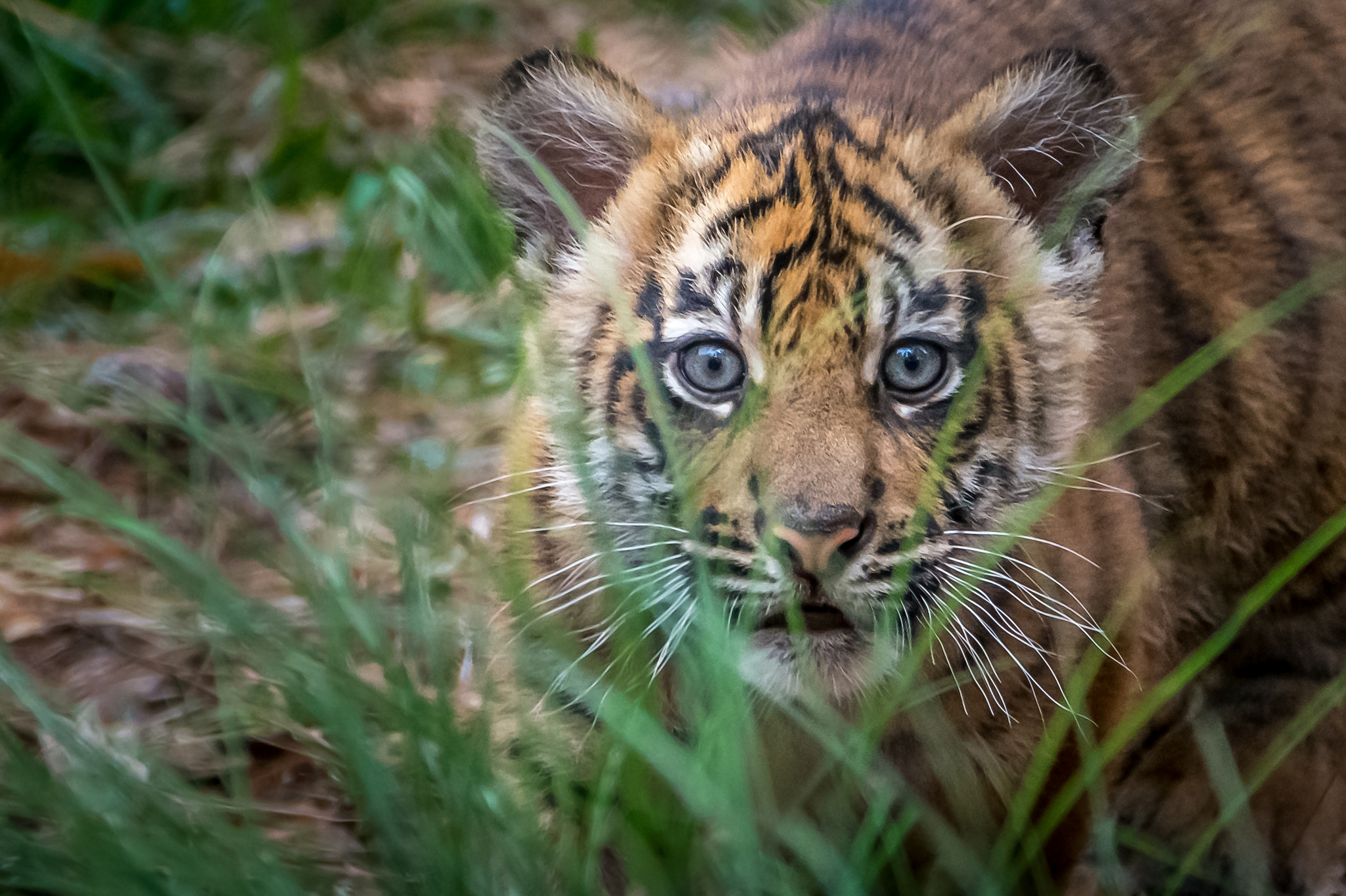 Глаза тигра фото крупным планом