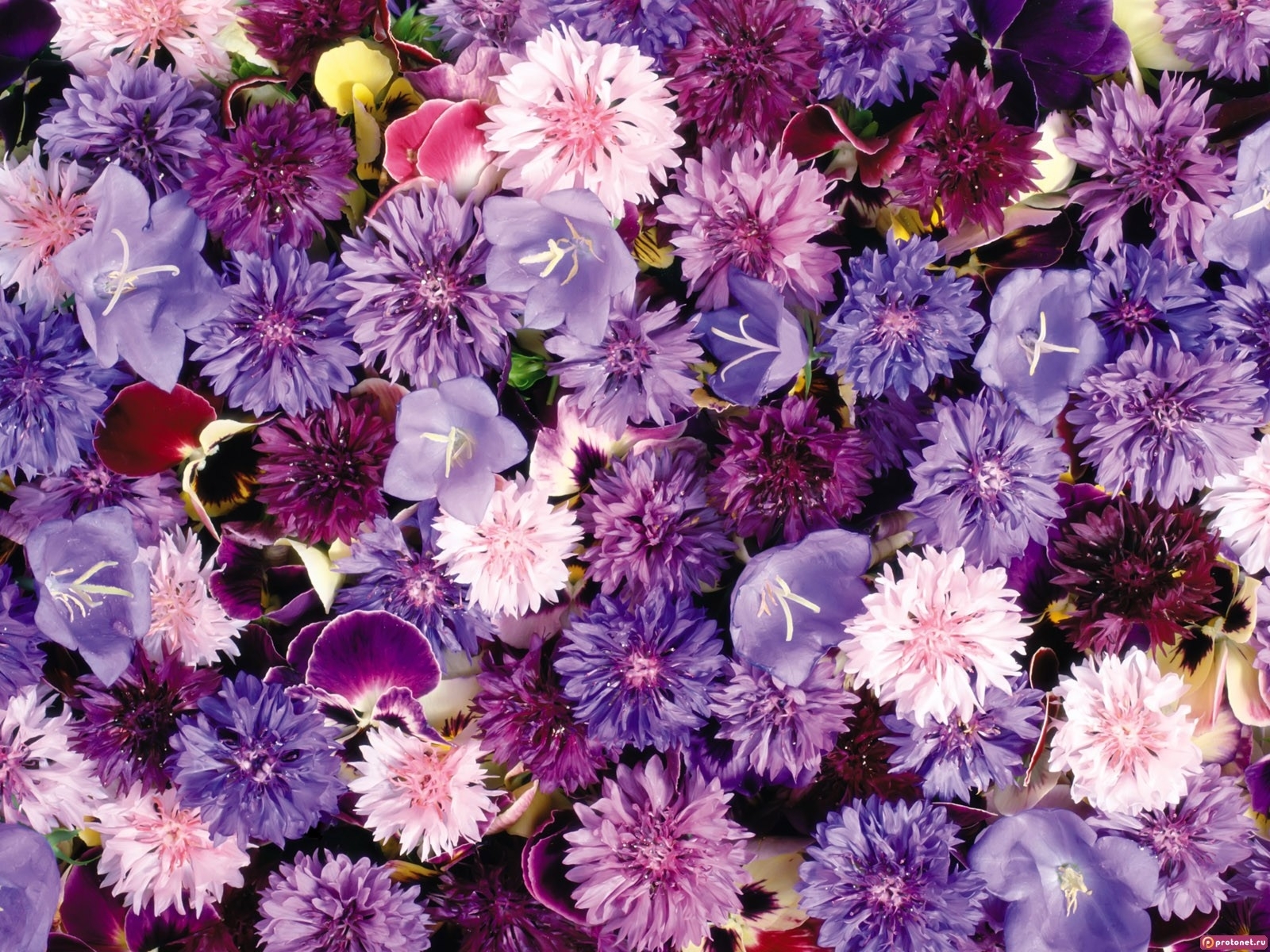 Handy-Wallpaper Blumen, Pflanzen, Hintergrund kostenlos herunterladen.