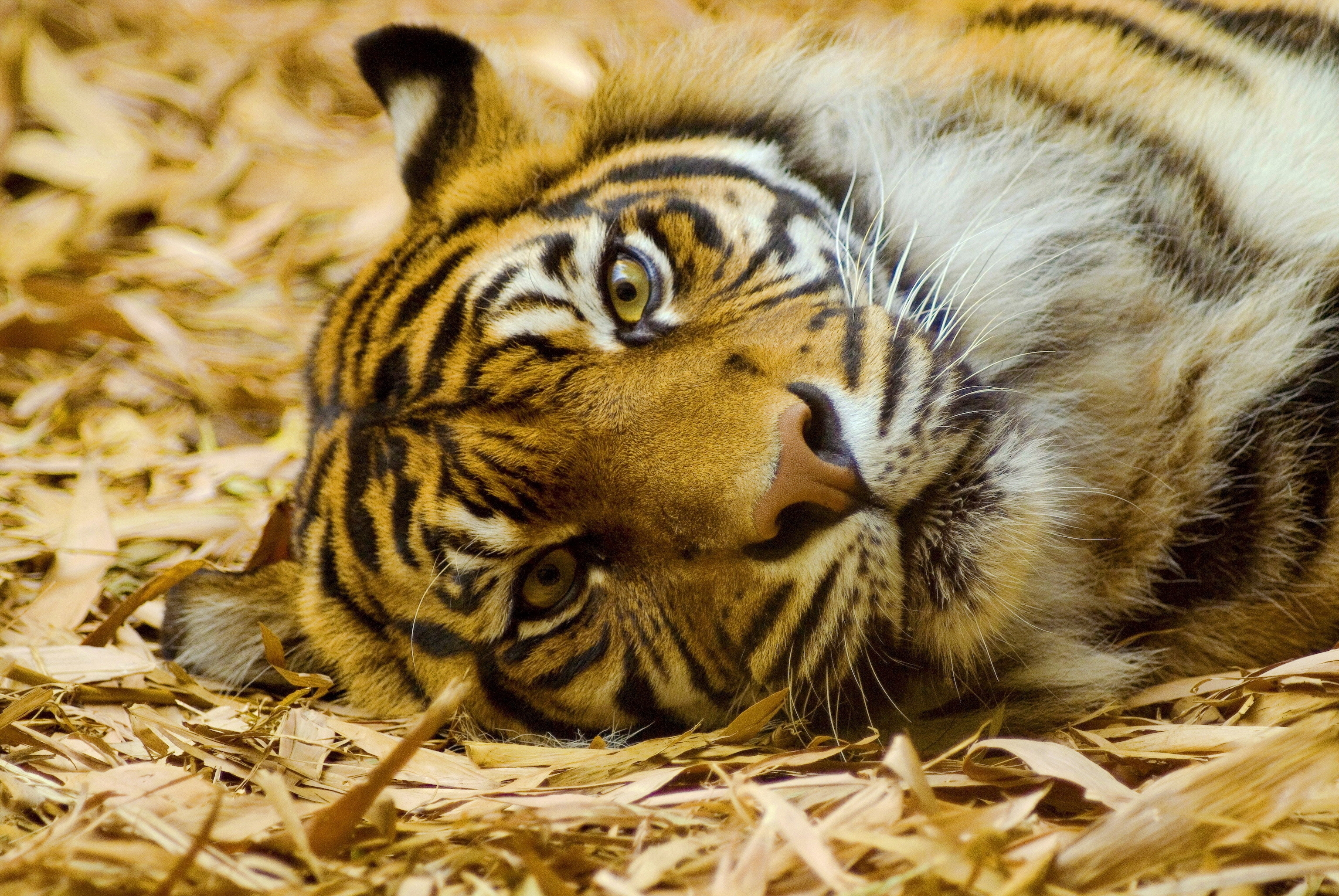 lie, animals, to lie down, muzzle, tiger, hay download HD wallpaper