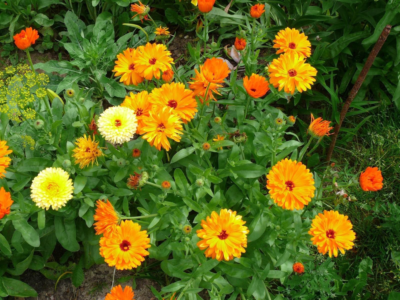 Laden Sie das Hell, Grüne, Grünen, Blumenbeet, Garten, Blumen-Bild kostenlos auf Ihren PC-Desktop herunter
