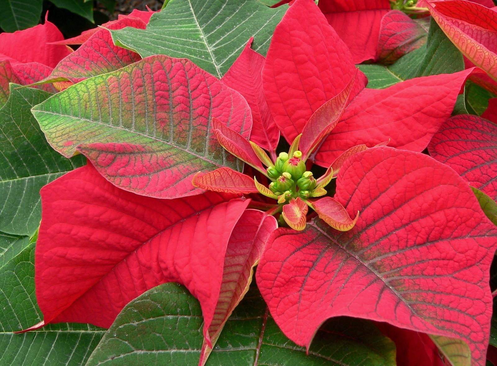 Download mobile wallpaper Poinsettia, Flowers, Flower, Bright, Color for free.