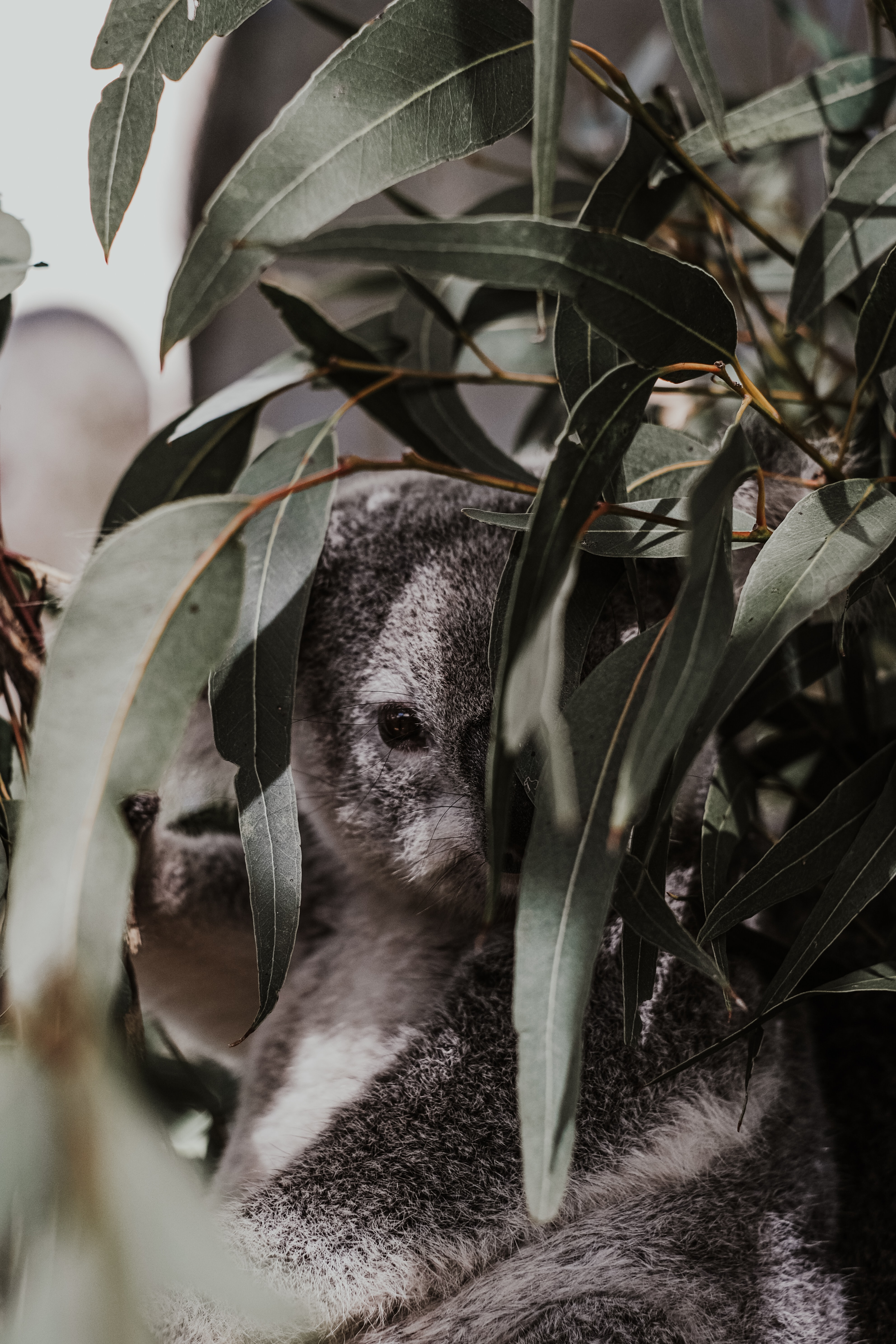 125057 télécharger l'image animaux, feuilles, gris, branches, animal, koala - fonds d'écran et économiseurs d'écran gratuits