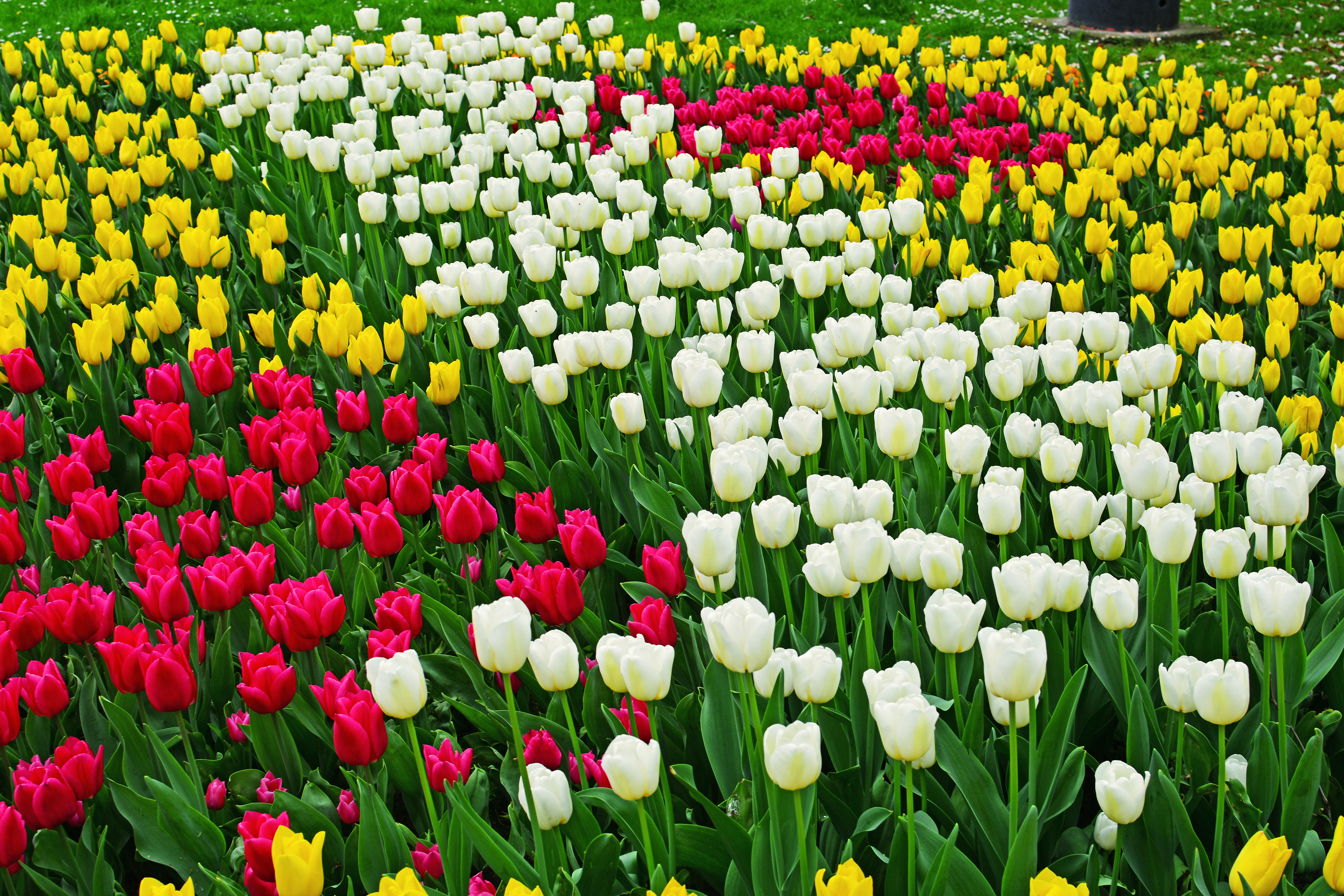 Скачати мобільні шпалери Квітка, Земля, Барвистий, Весна, Тюльпан, Жовта Квітка, Кольори, Біла Квітка, Рожева Квітка, Флауерзи безкоштовно.