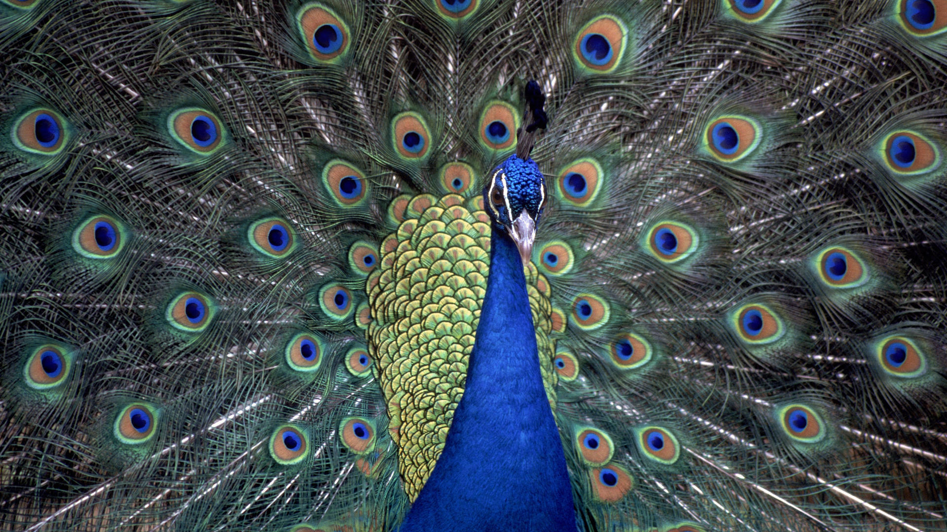 186036 descargar fondo de pantalla pavo real, animales, aves: protectores de pantalla e imágenes gratis