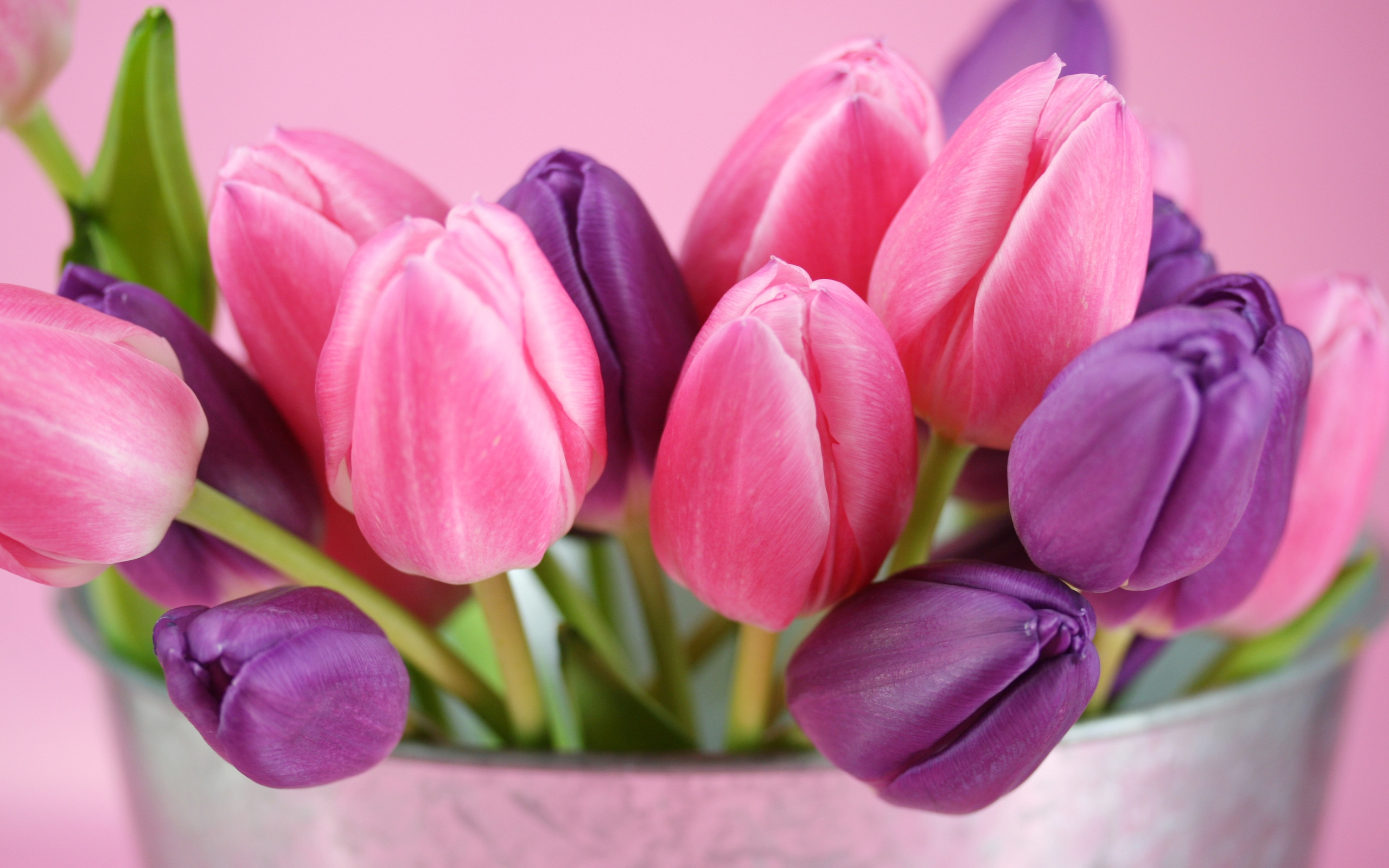 Download mobile wallpaper Flowers, Plants, Tulips for free.