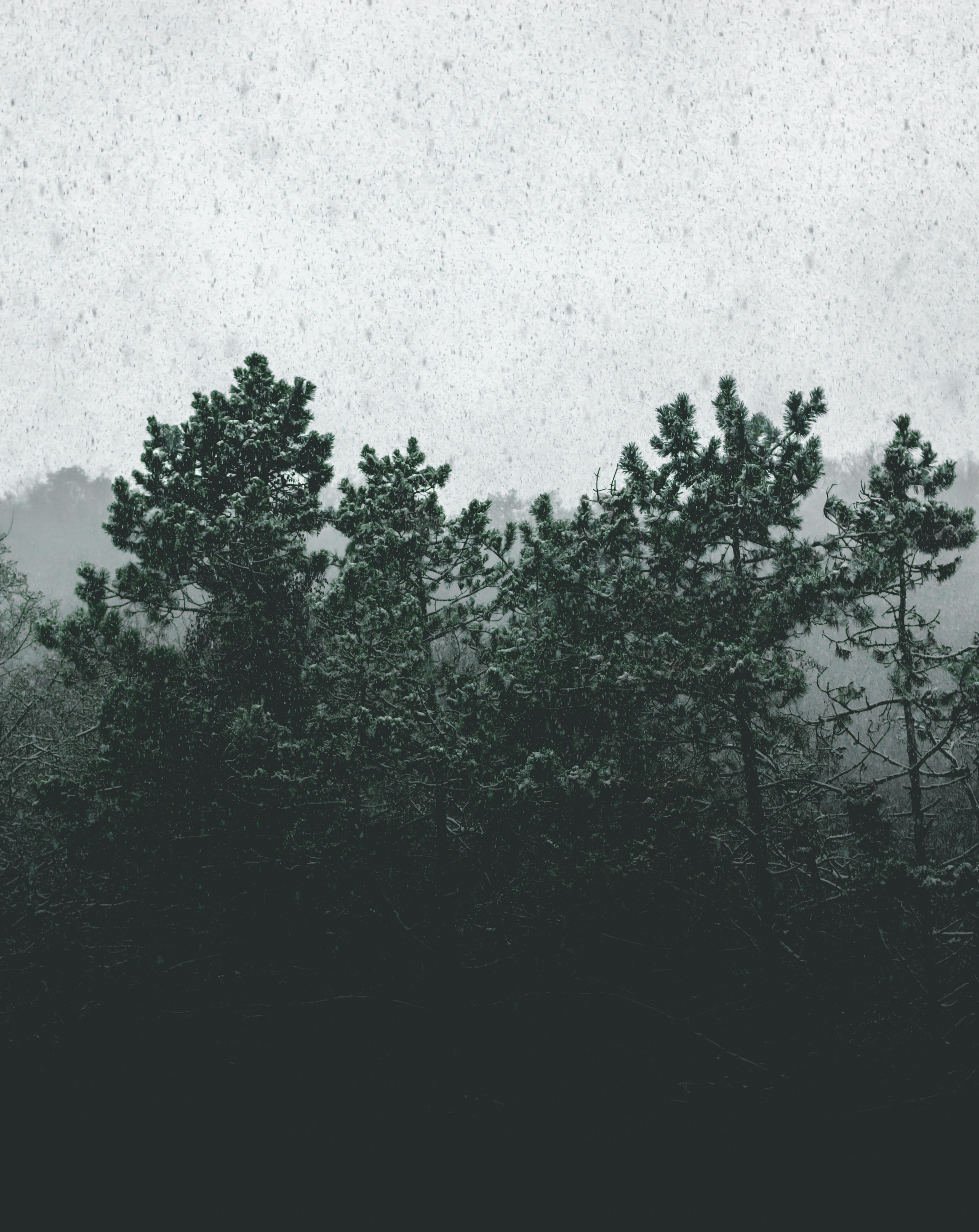 82760 скачать обои туман, снегопад, природа, деревья, заснеженный - заставки и картинки бесплатно
