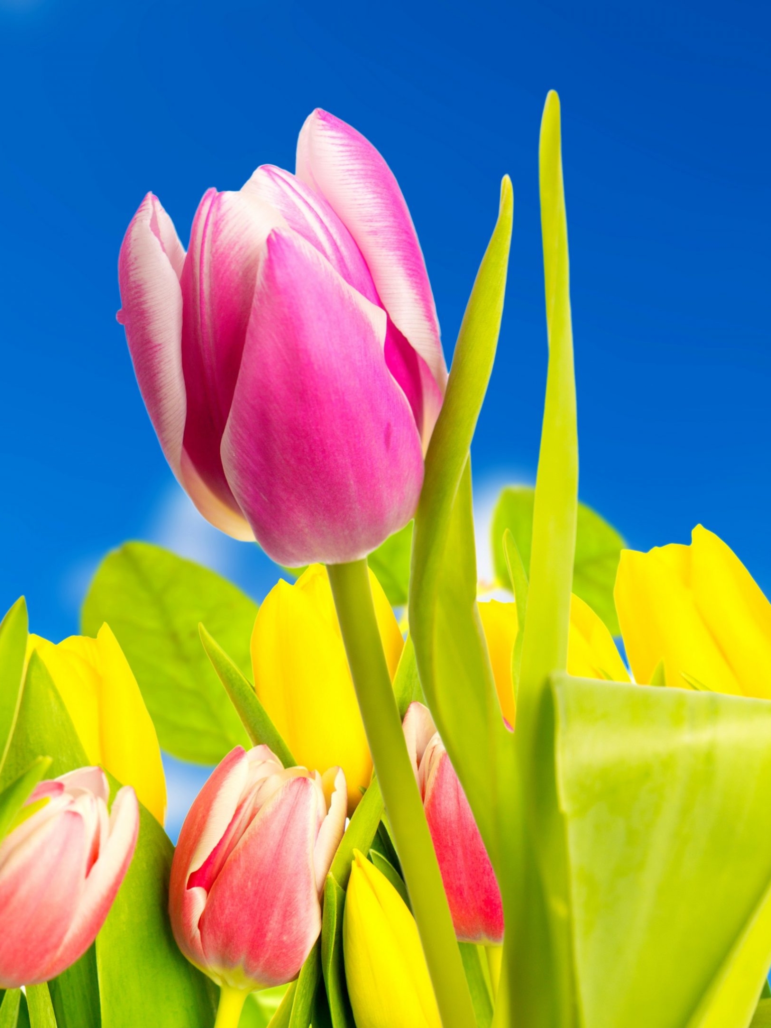 Descarga gratuita de fondo de pantalla para móvil de Flores, Flor, Flor Rosa, Tierra, Primavera, Tulipán, Flor Amarilla, Tierra/naturaleza.