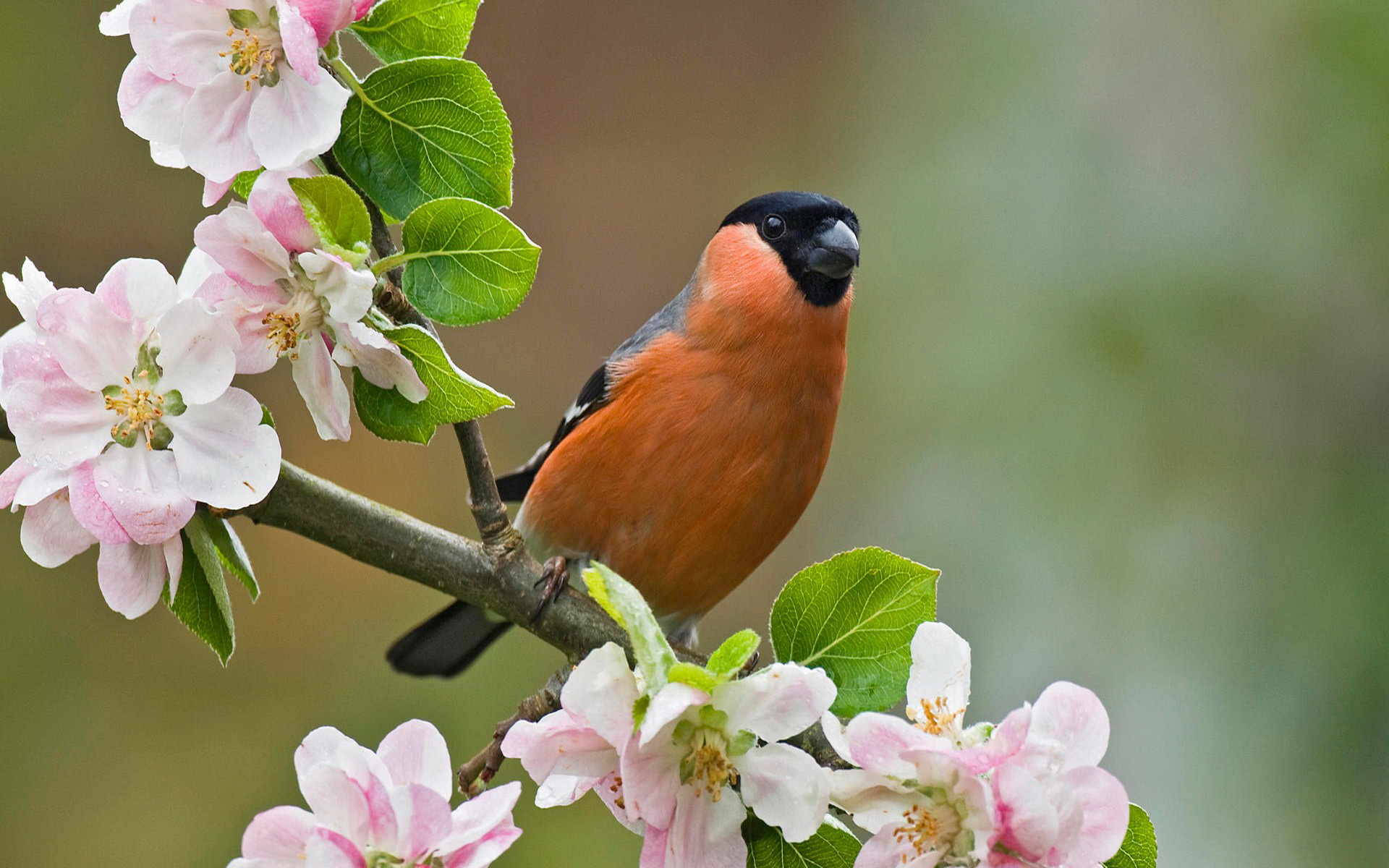 spring, bird, birds, bullfinch, animal, blossom, eurasian bullfinch