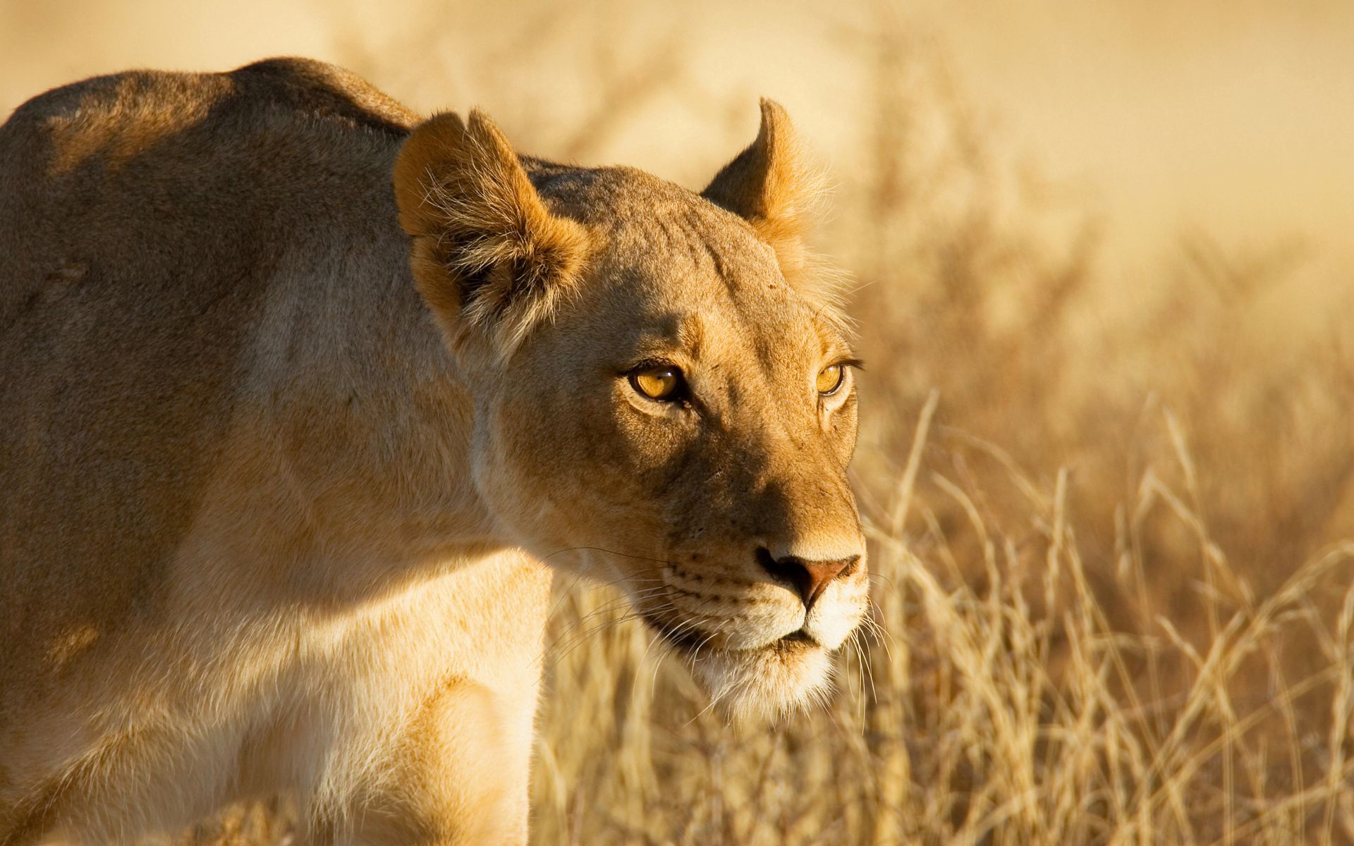 Free download wallpaper Animals, Muzzle, Lioness, Hunt, Hunting, Danger on your PC desktop