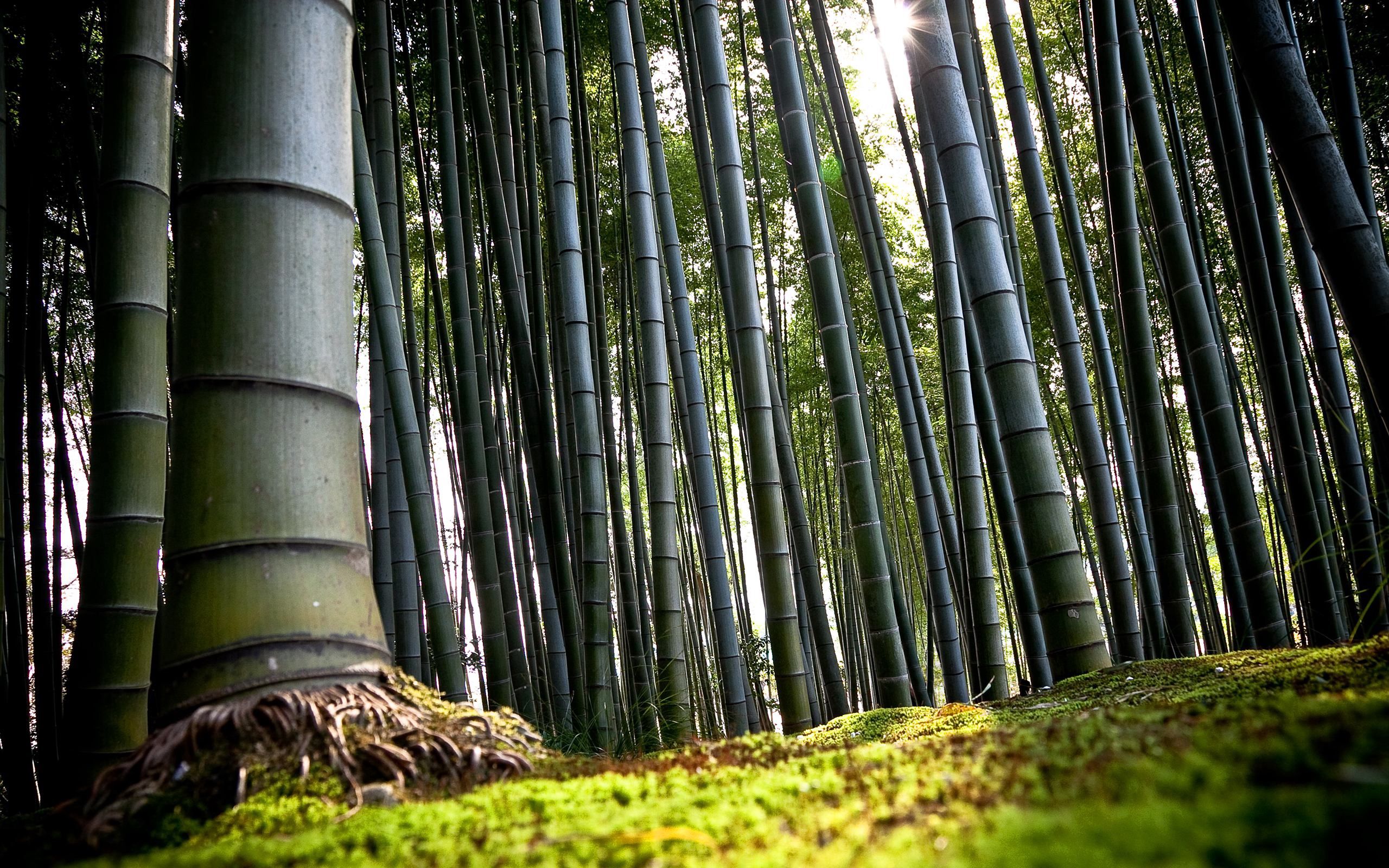 land, nature, green, earth, bamboo, roots, stems