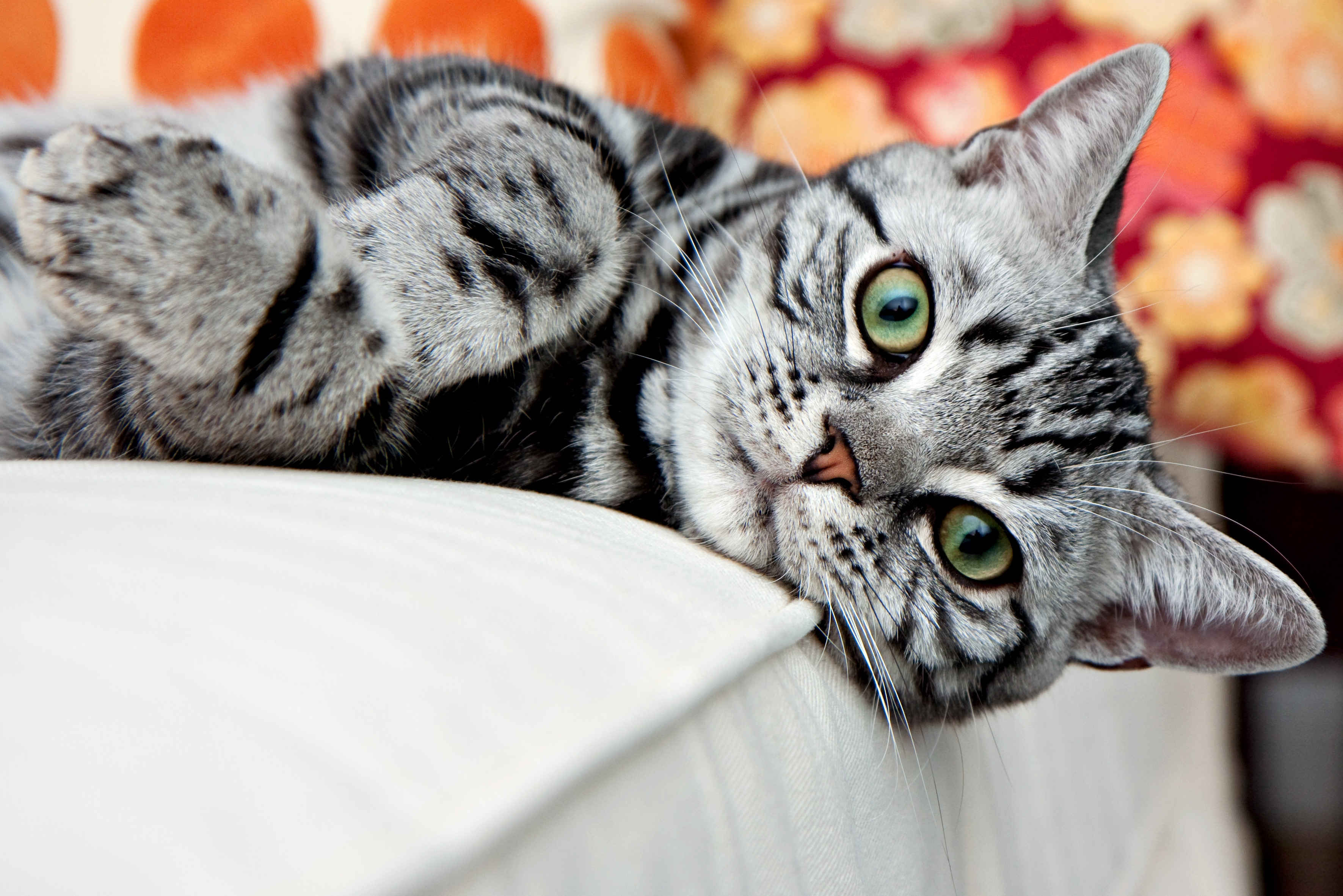 Download mobile wallpaper To Lie Down, Lie, Muzzle, Striped, Cat, Animals for free.