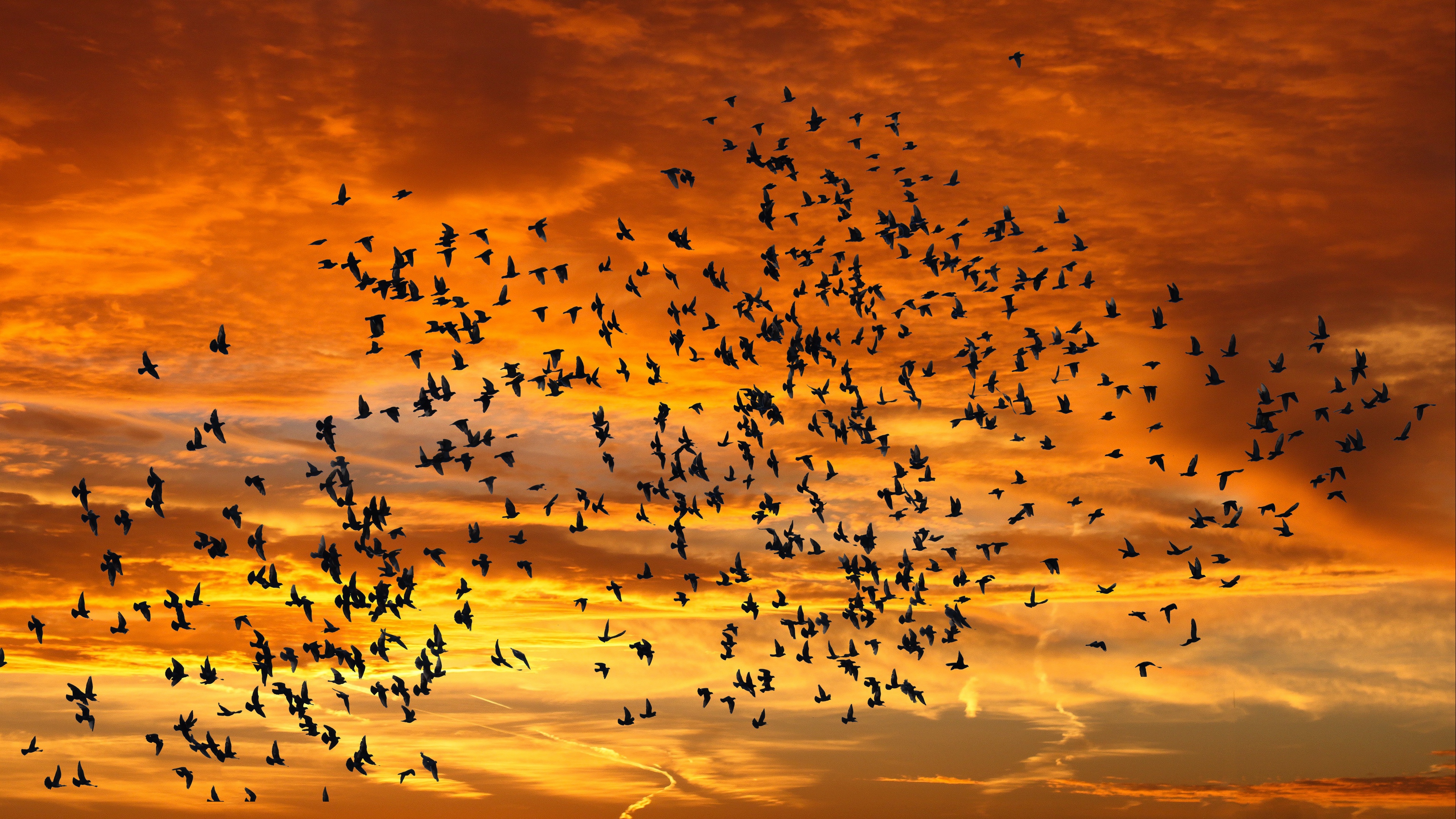 animal, bird, flock of birds, flying, sunset, birds