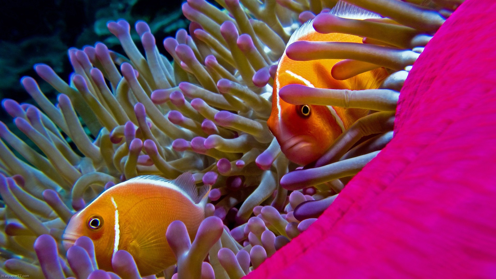 animal, fish, anemone, close up, orange (color), fishes