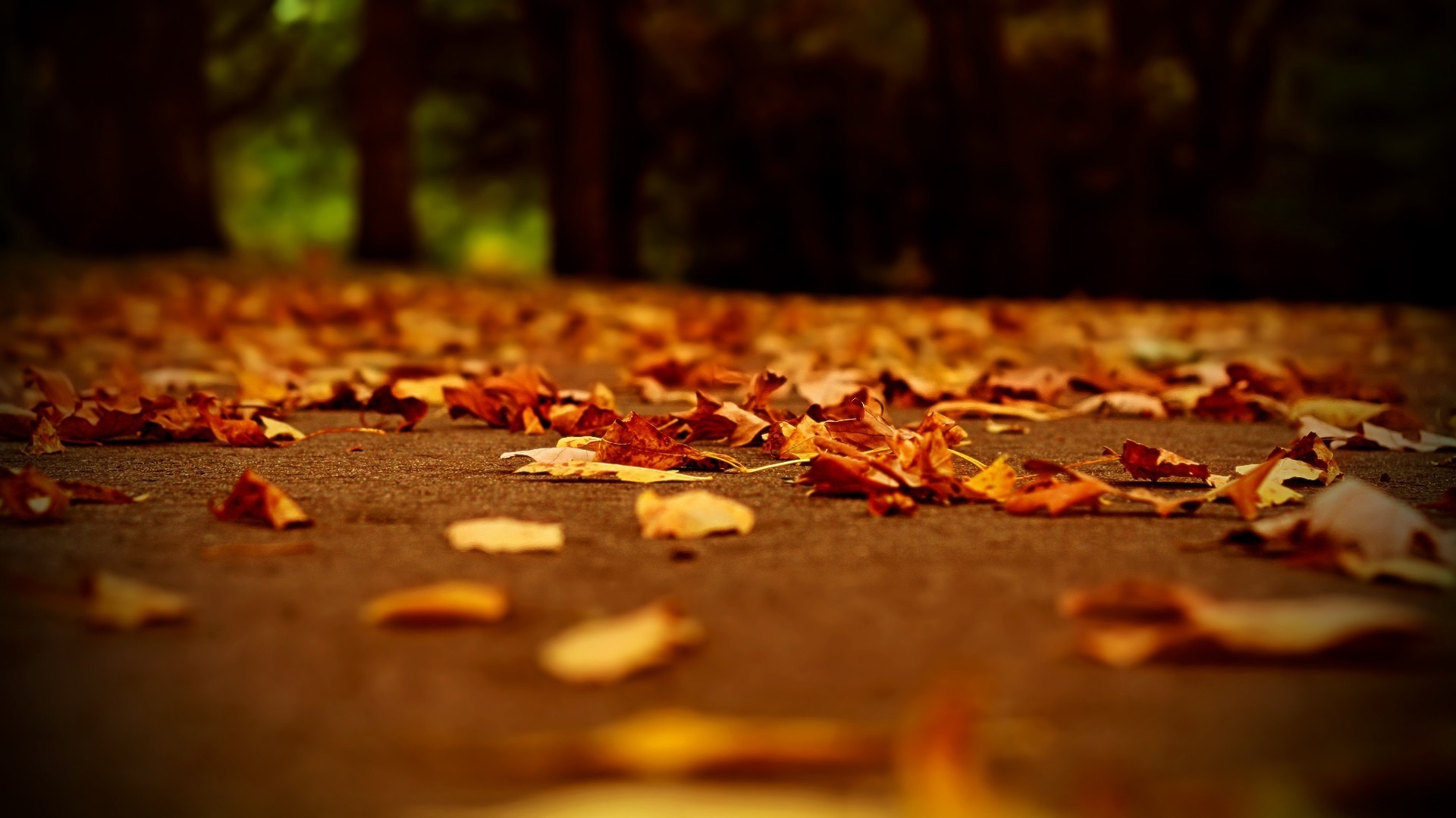 551423壁紙のダウンロード地球, 葉, 秋, 大きい, 自然, シーズン-スクリーンセーバーと写真を無料で