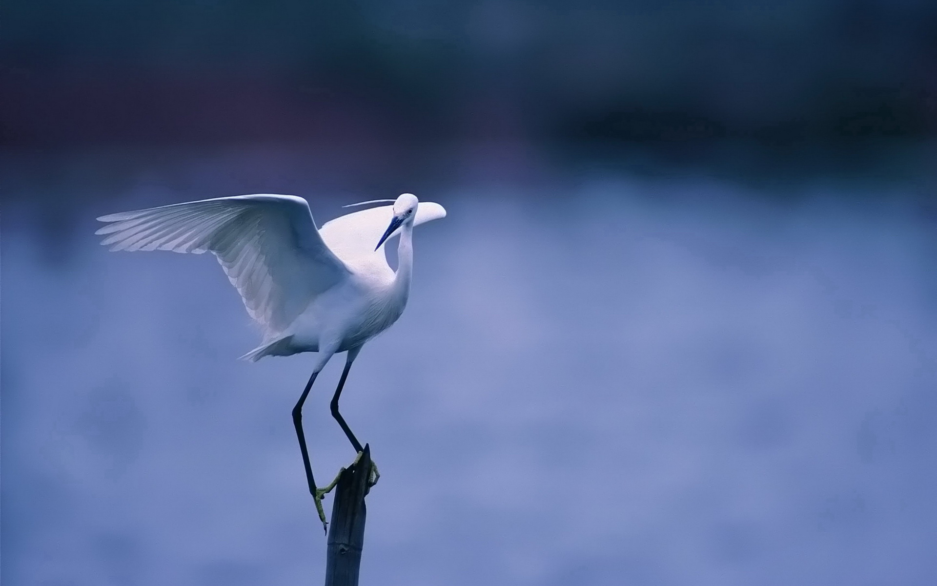 Птица с белыми крыльями