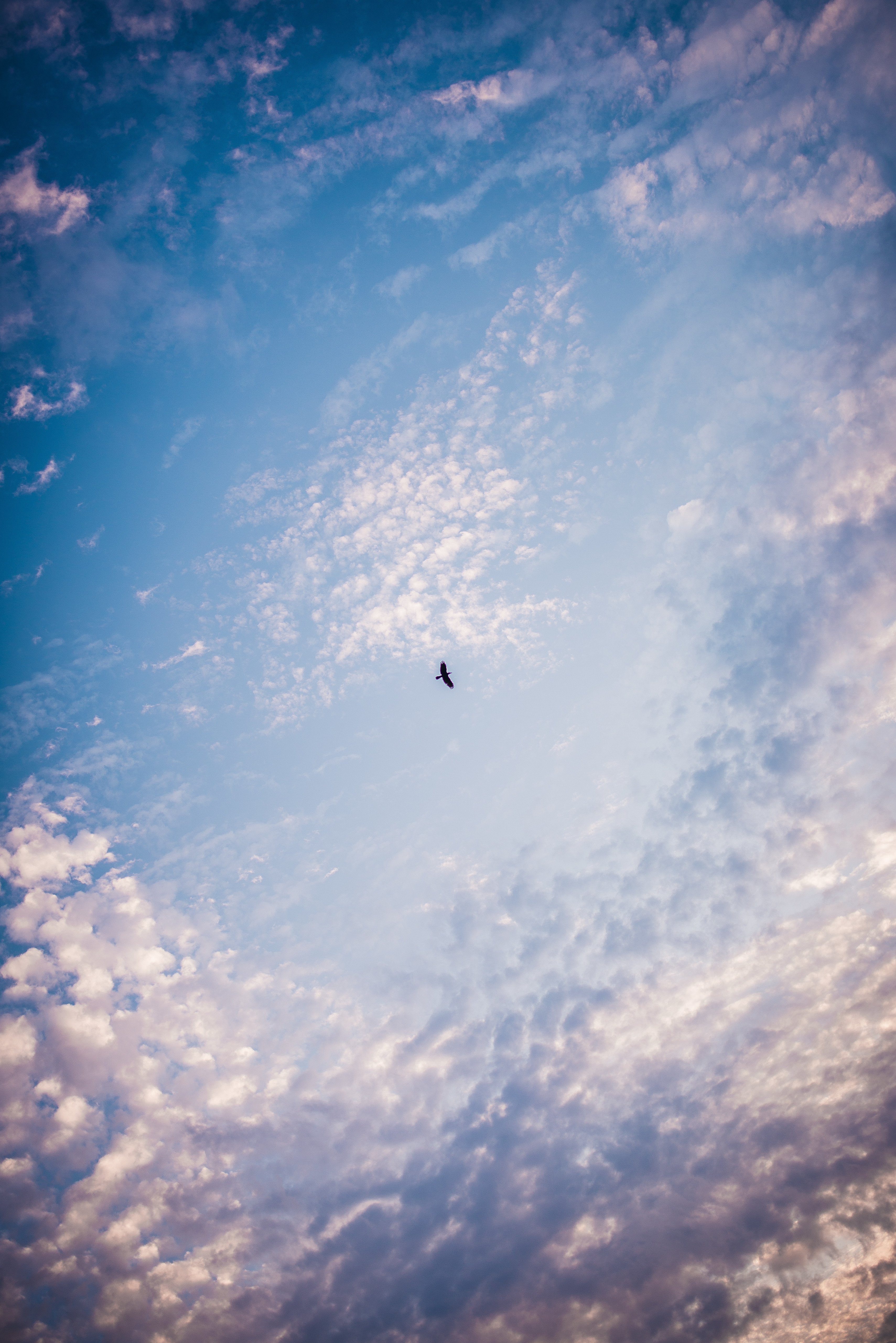 Download mobile wallpaper Nature, Sky, Bird, Minimalism for free.