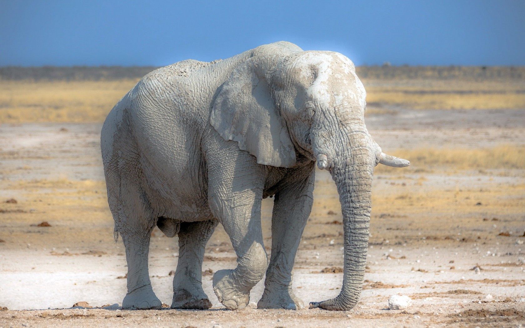 Завантажити шпалери безкоштовно Тварини, Природа, Африка, Слон картинка на робочий стіл ПК