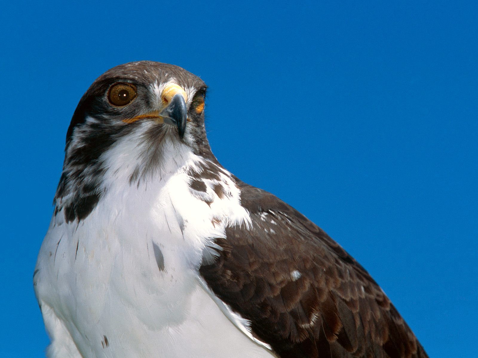 eagle, beak, animals, sky, bird, predator Free Stock Photo
